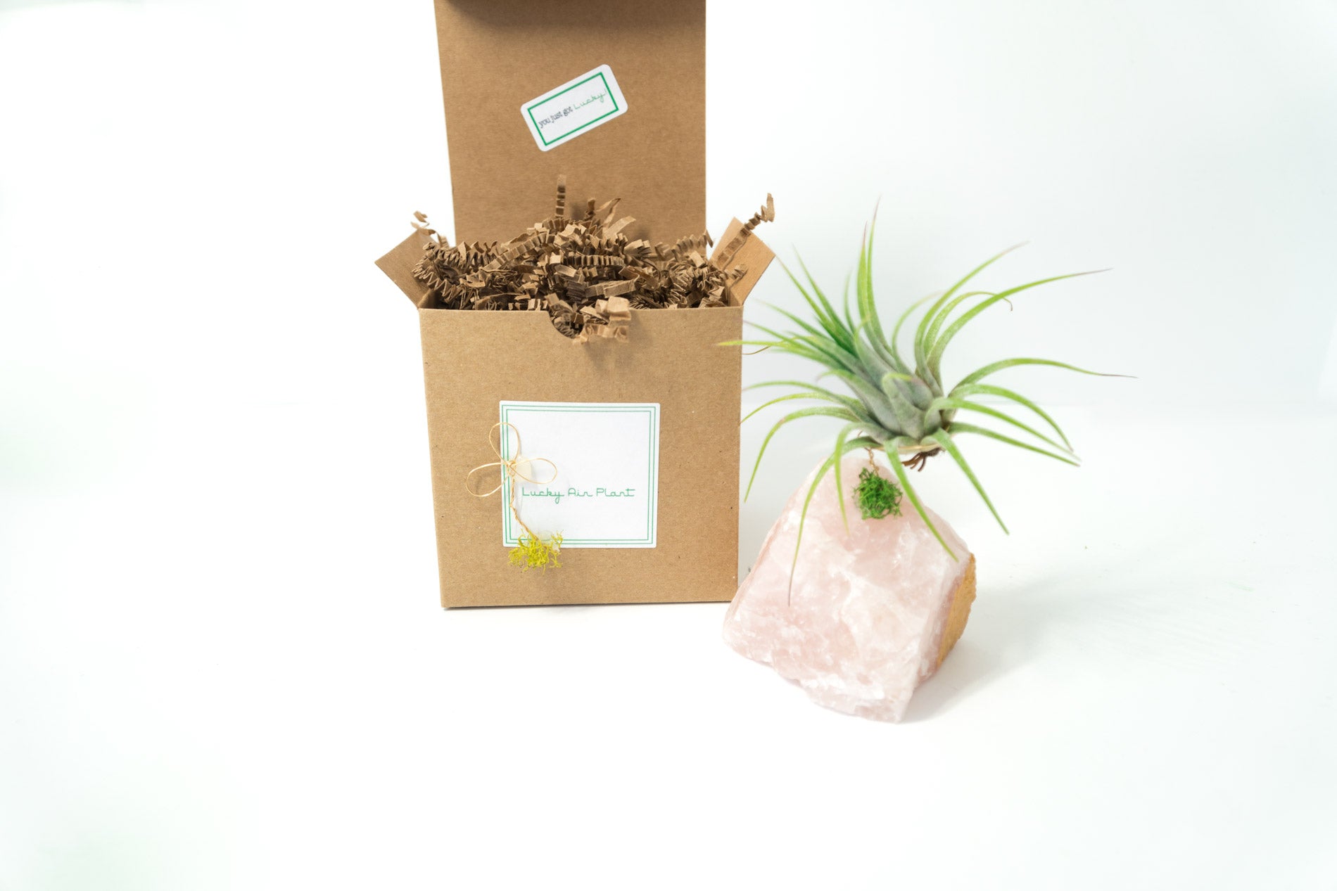 air plant gift box Rose Quartz + Air Plant