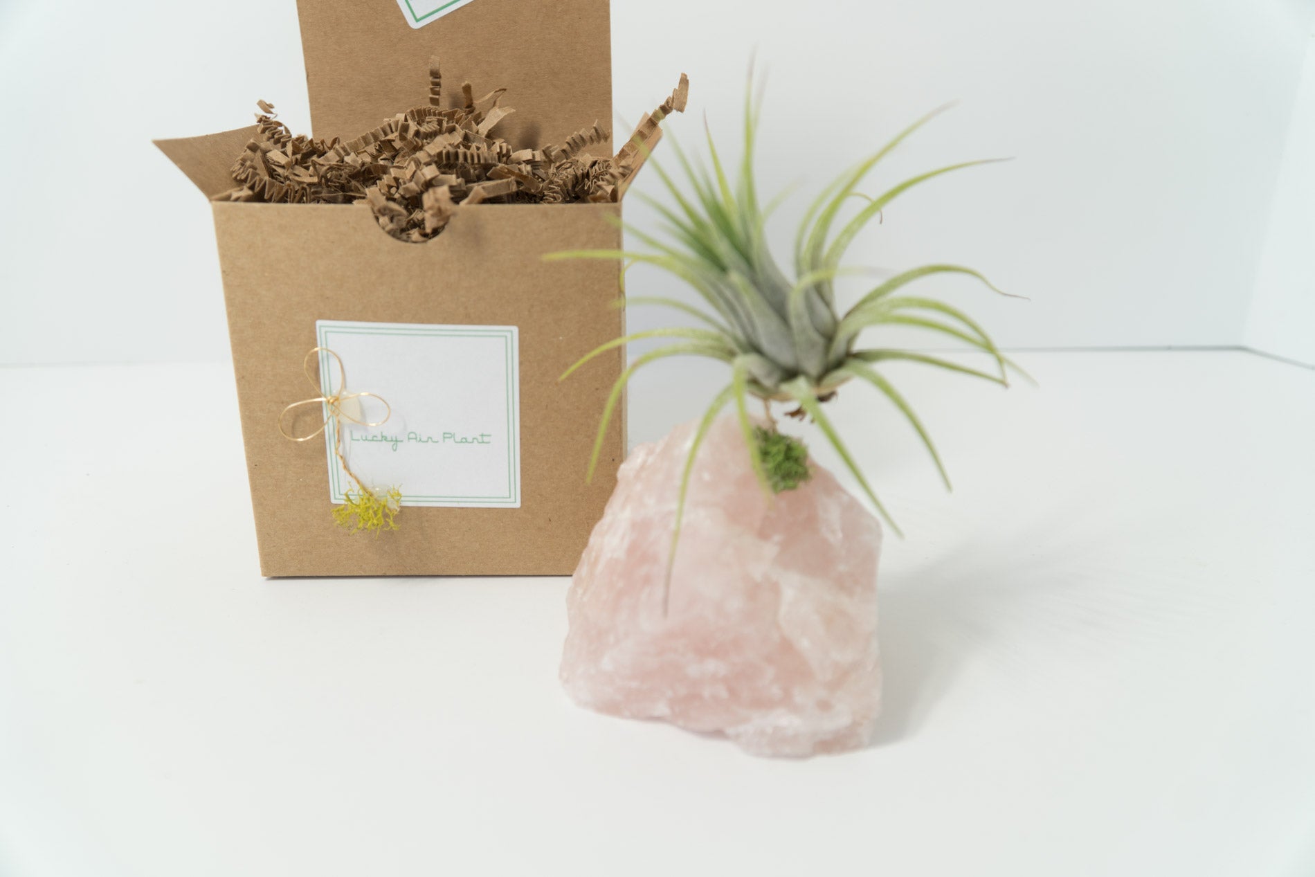 lucky air plant Rose Quartz + Air Plant