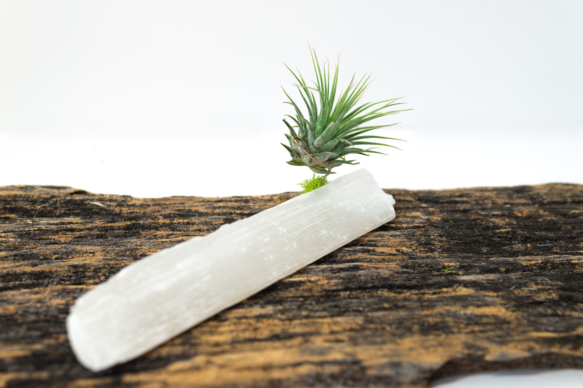 Selenite + Air Plant