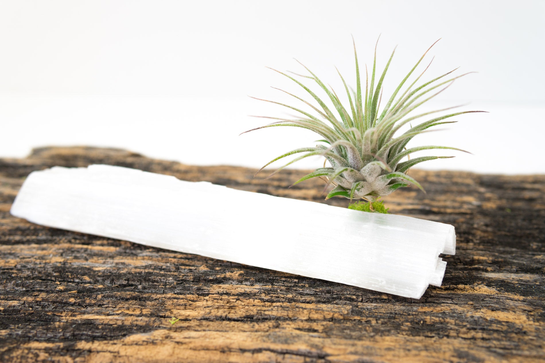 Selenite + Air Plant