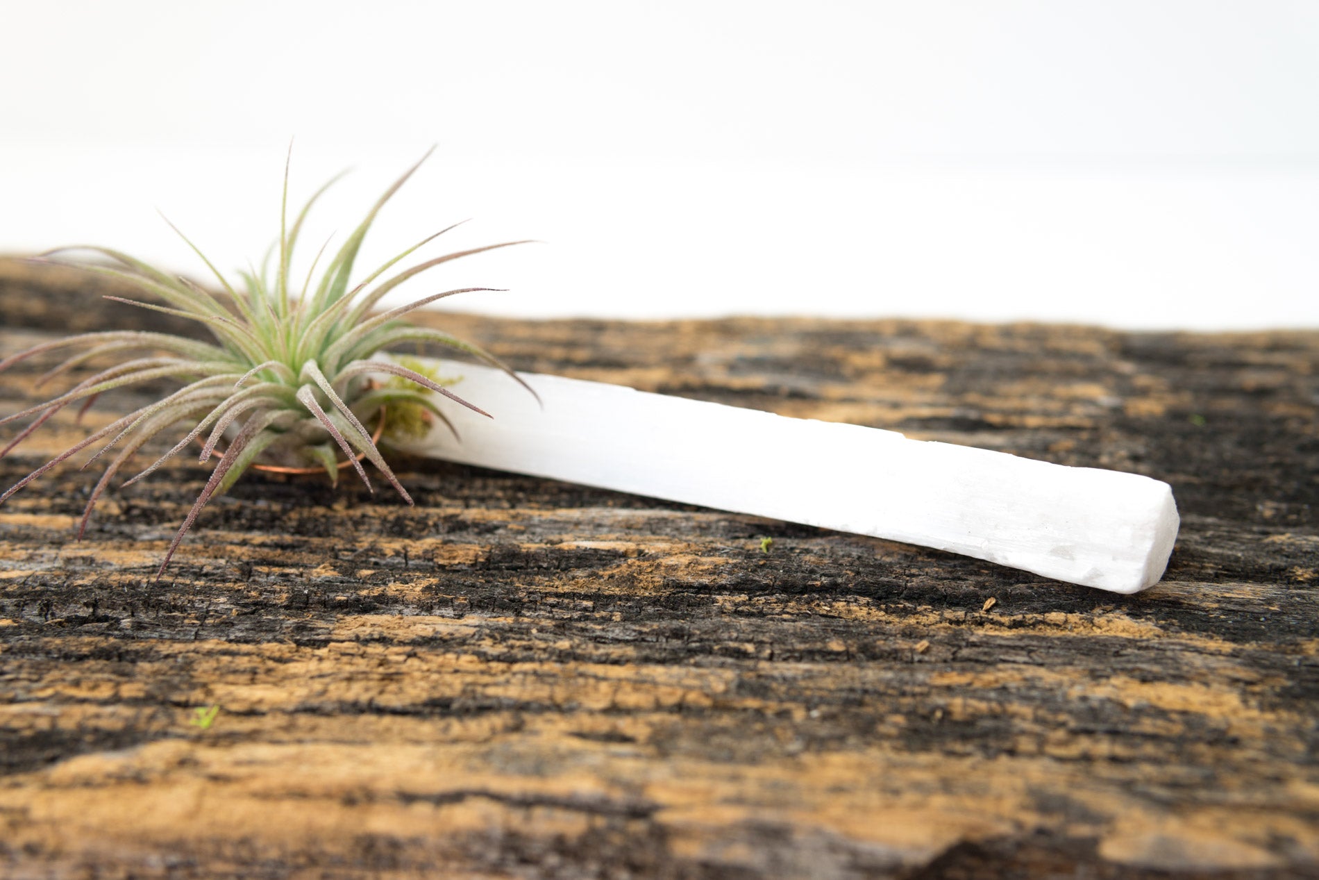 Selenite + Air Plant