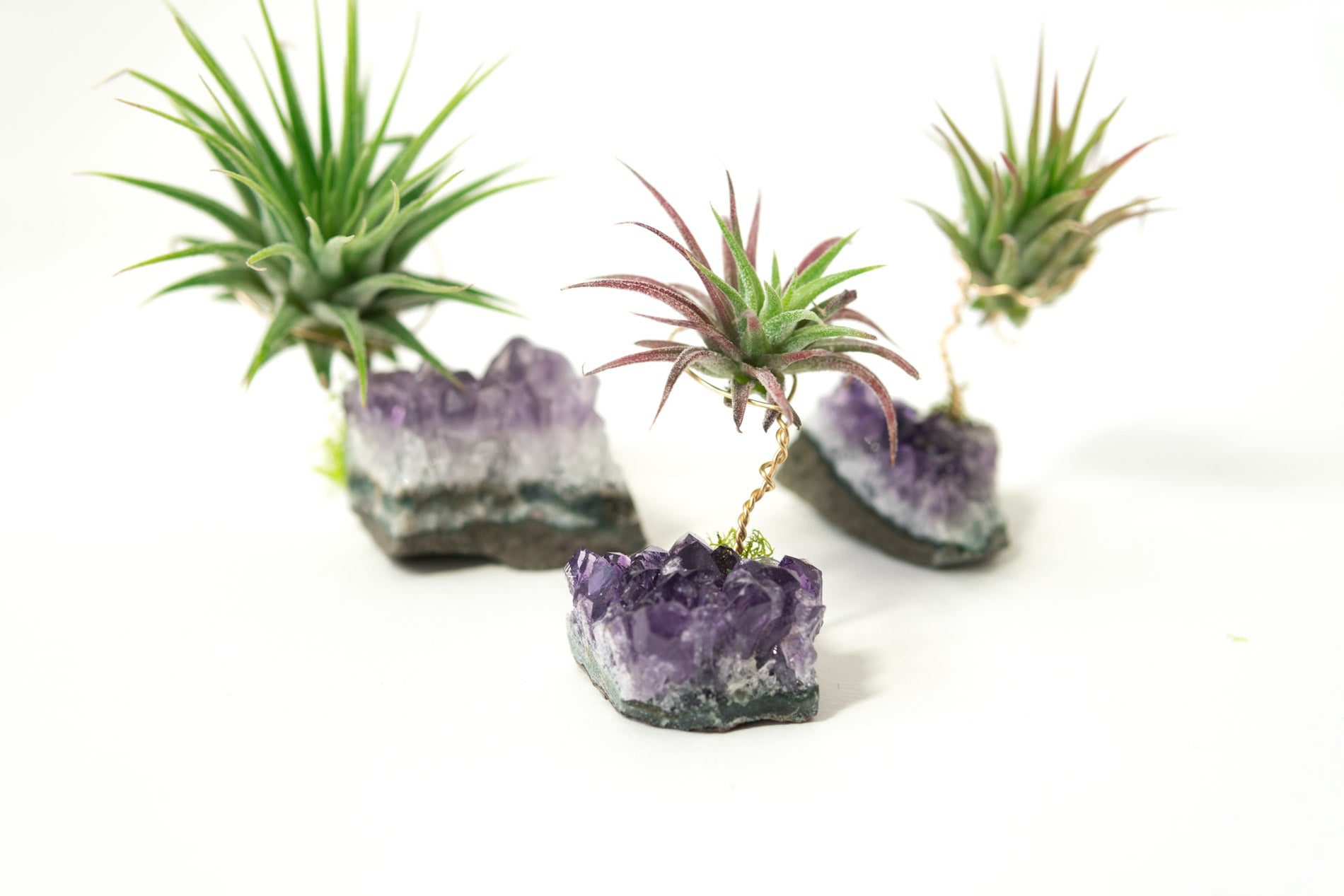 amethyst crystal air plant Amethyst + Air Plant