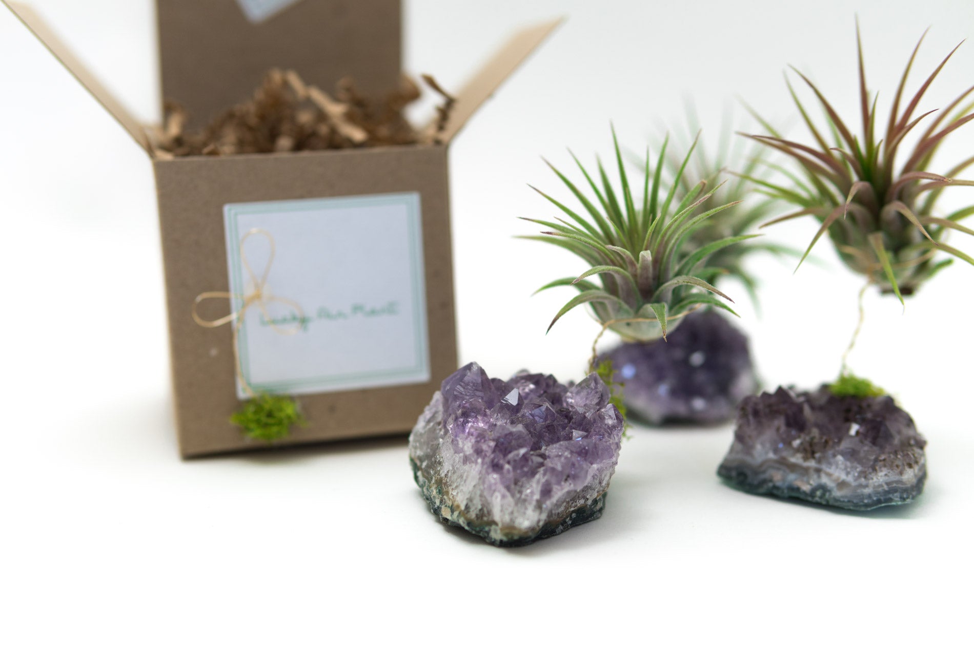 amethyst crystal air plant Amethyst + Air Plant