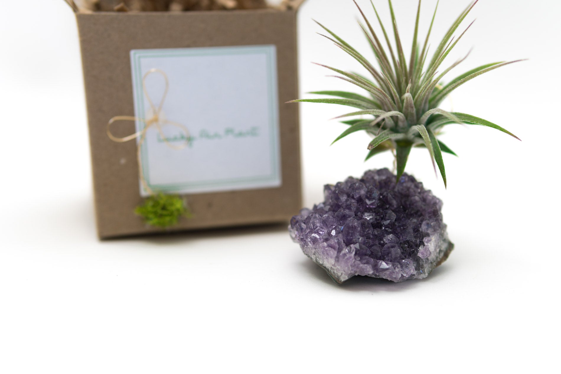Amethyst + Air Plant