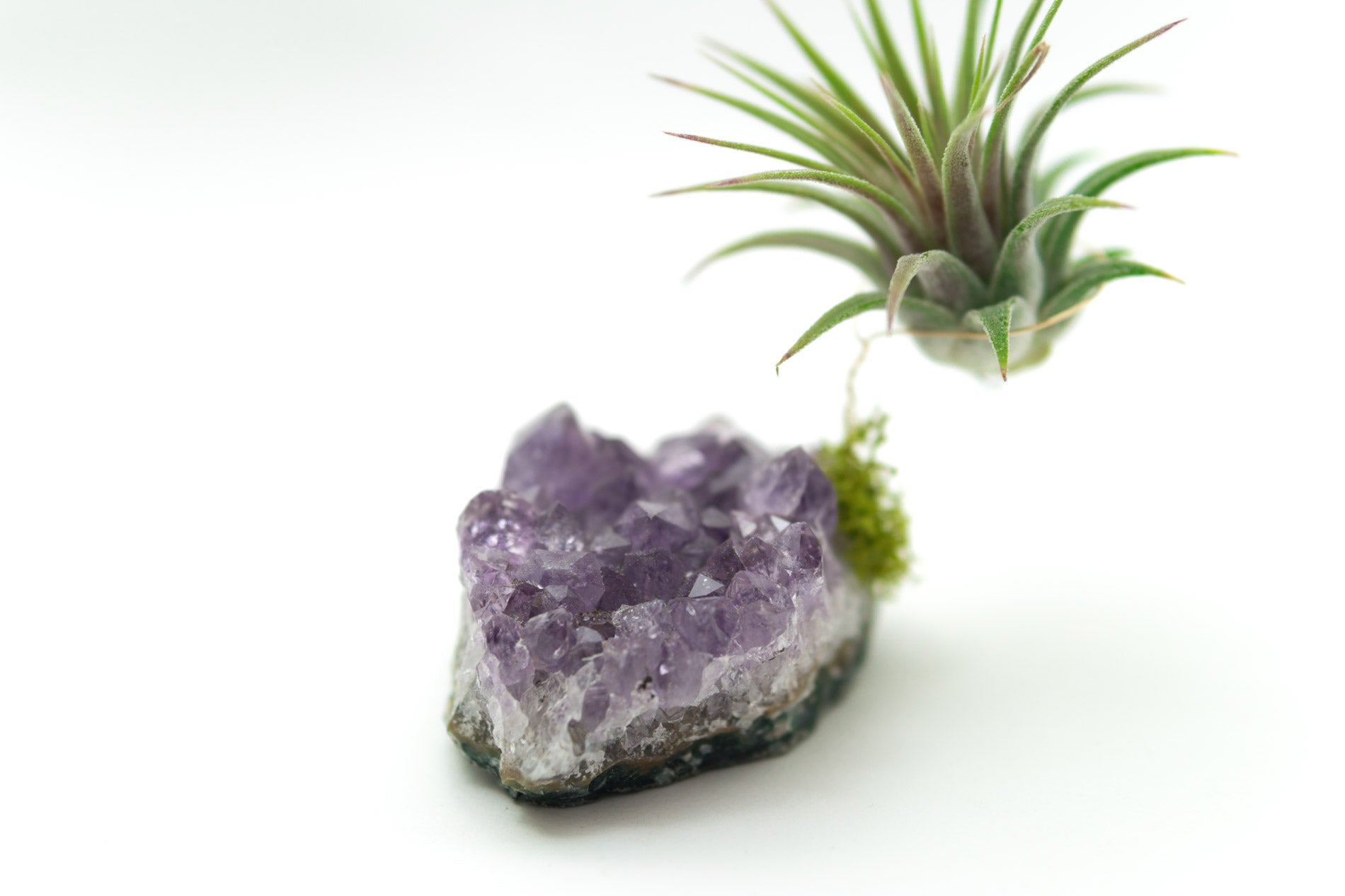 Amethyst + Air Plant
