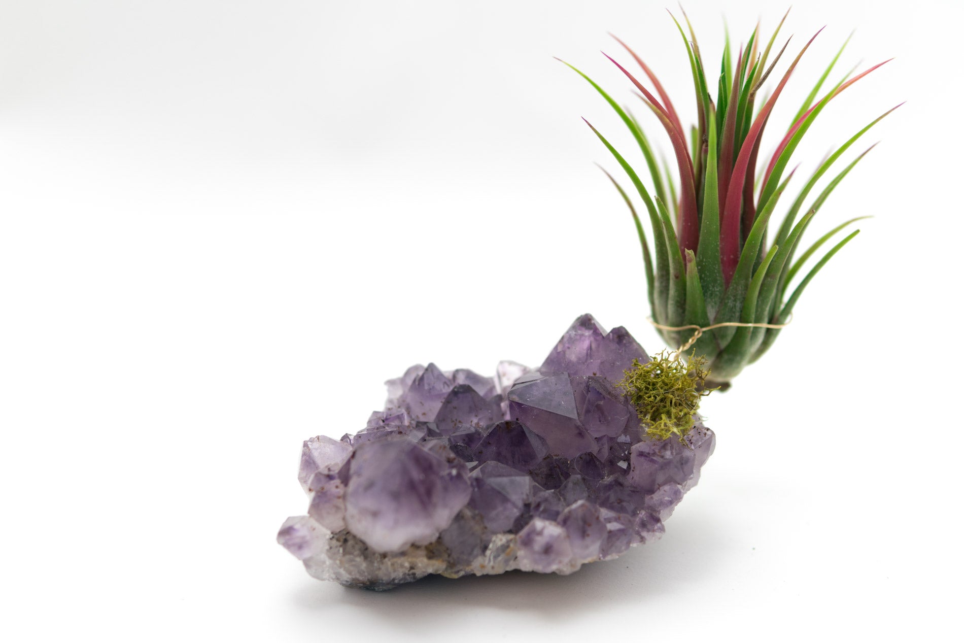 air plant amethyst Amethyst + Air Plant