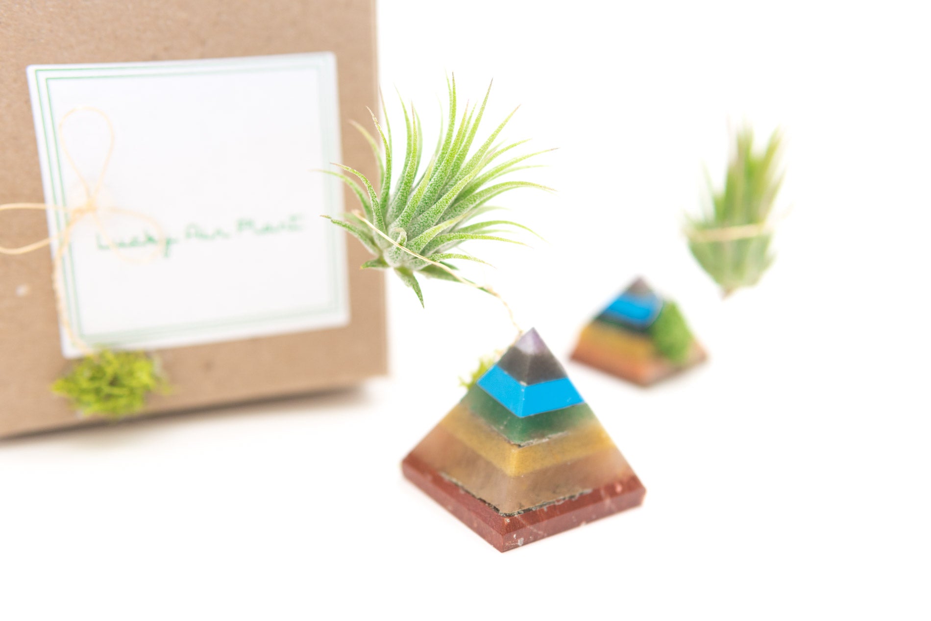 Chakra Pyramid + Air Plant