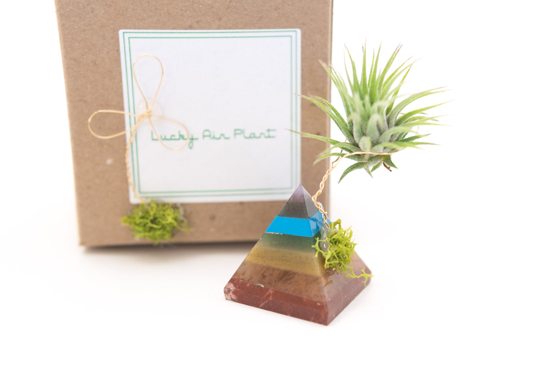 lucky air plant Chakra Pyramid + Air Plant