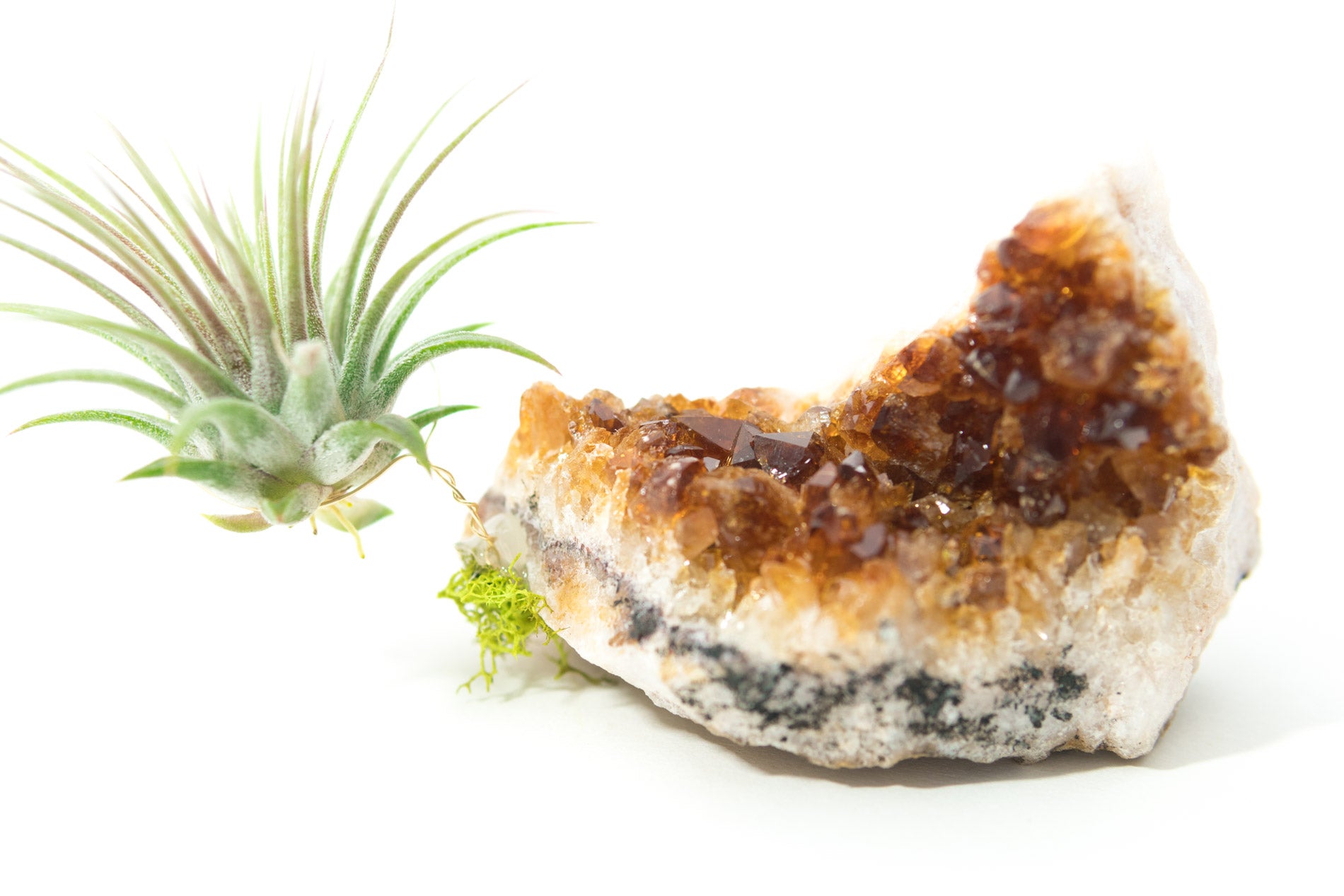 Citrine + Air Plant