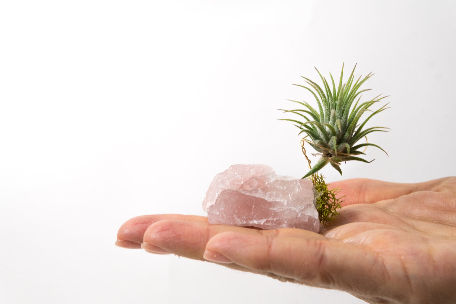 quartz air plant Rose Quartz + Air Plant