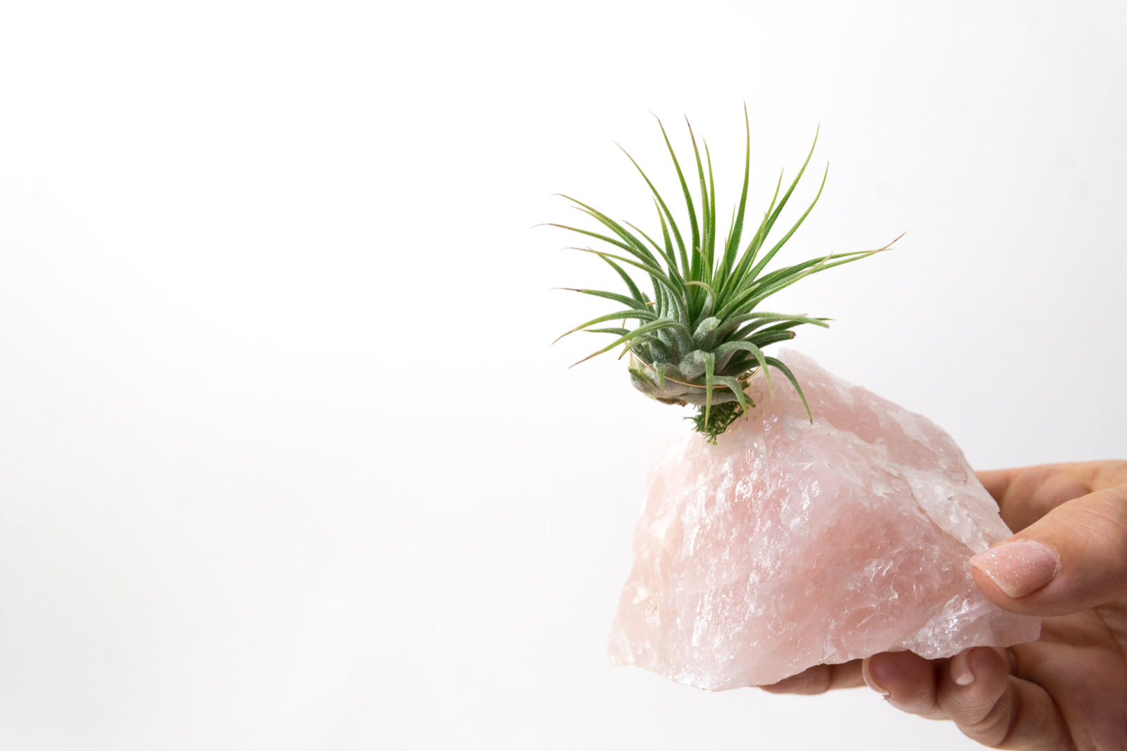Rose Quartz + Air Plant