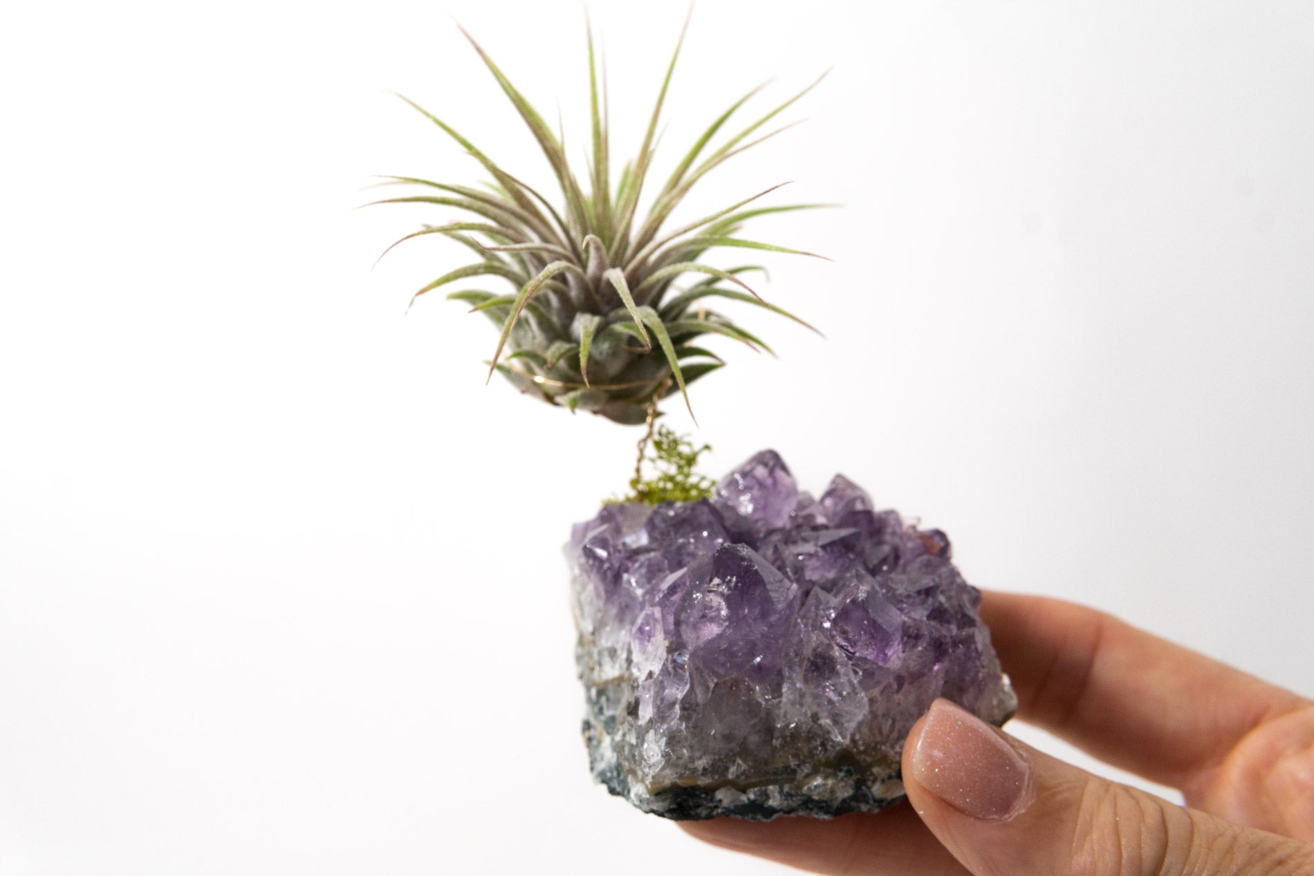 Amethyst + Air Plant