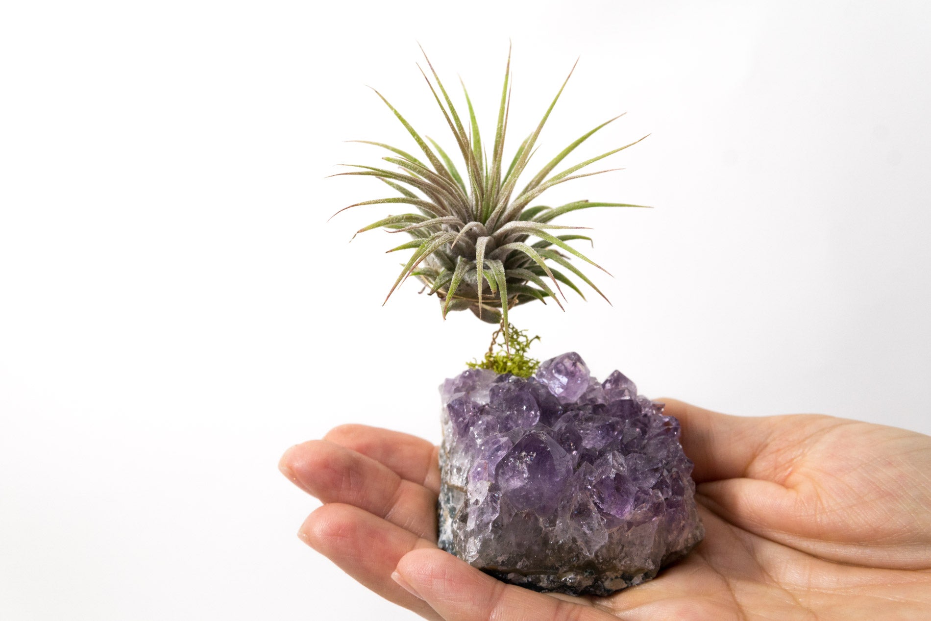 Amethyst + Air Plant