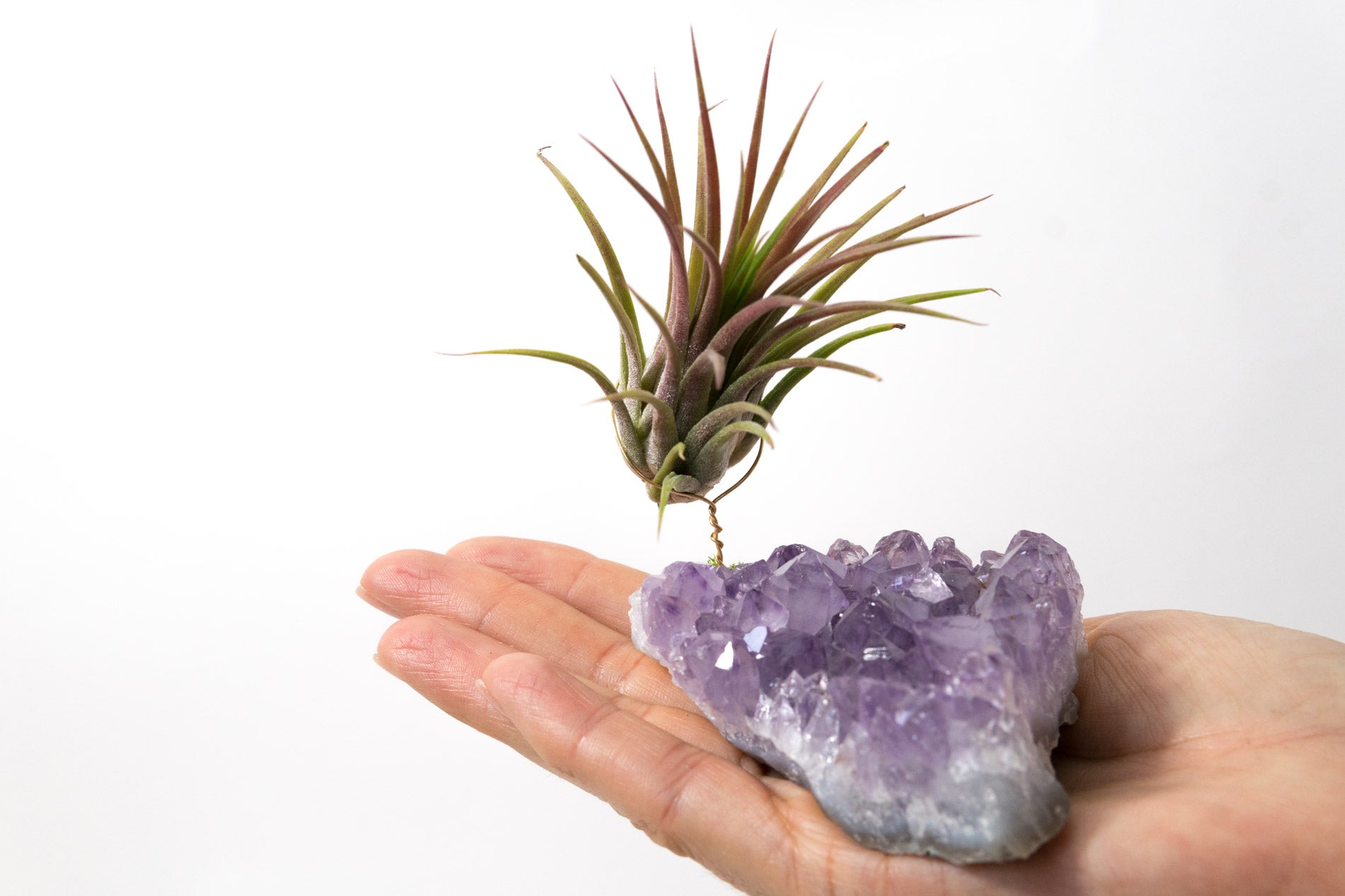 Amethyst + Air Plant