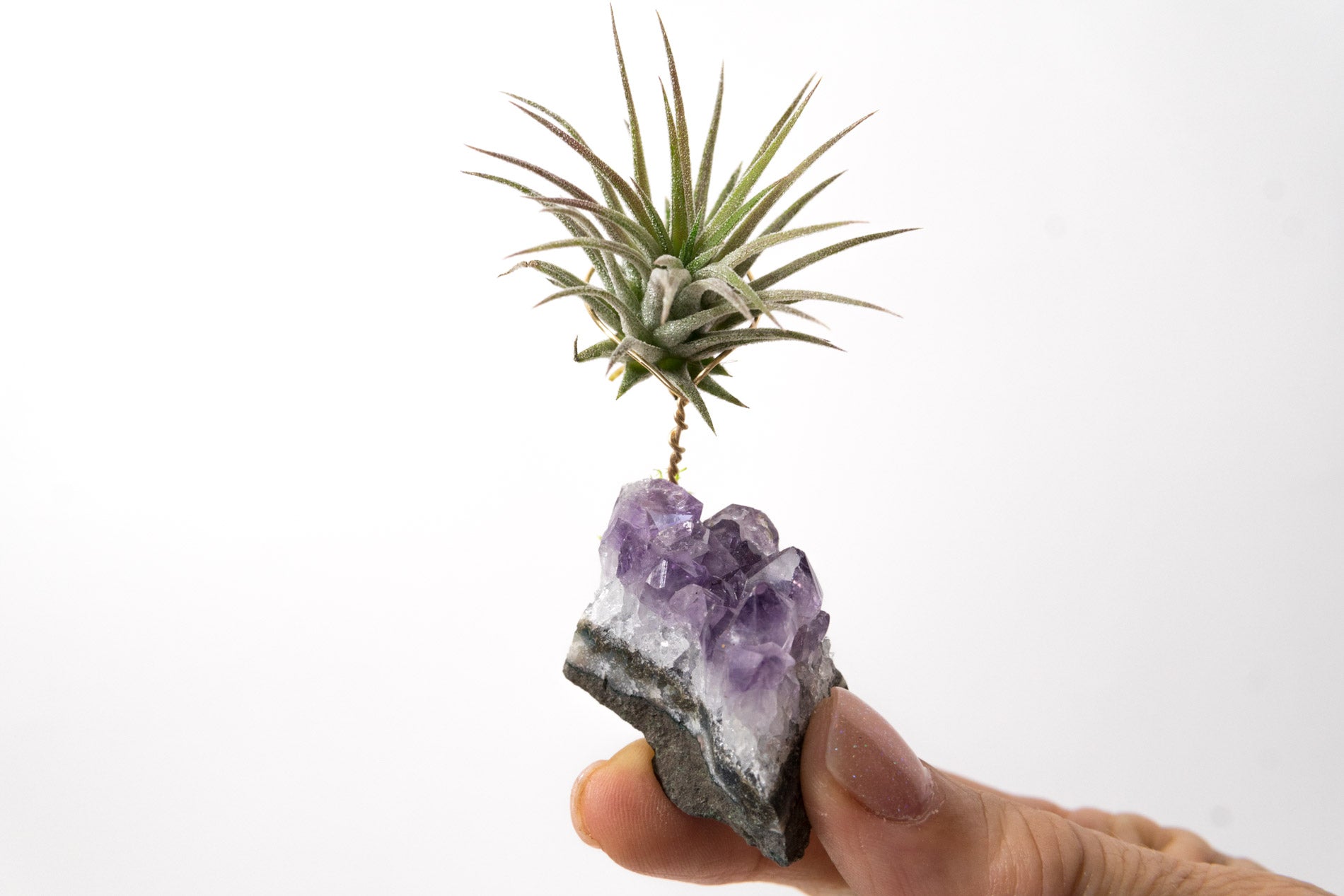 air plants with crystals Amethyst + Air Plant