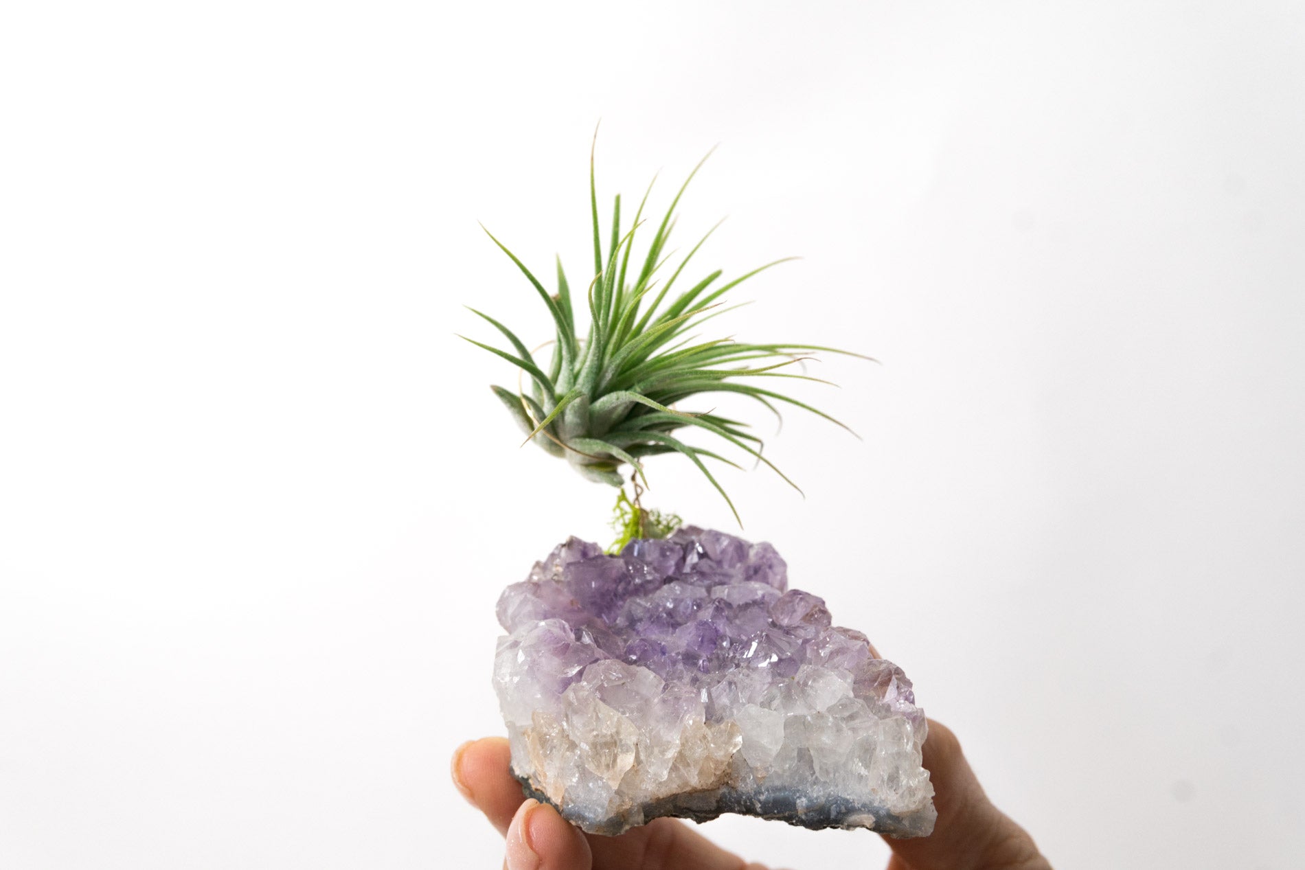 Amethyst + Air Plant