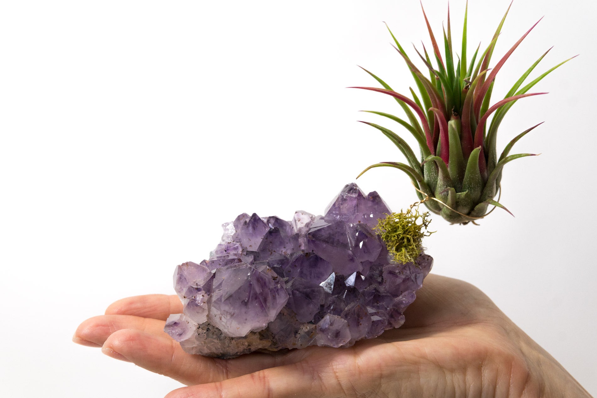 Amethyst + Air Plant