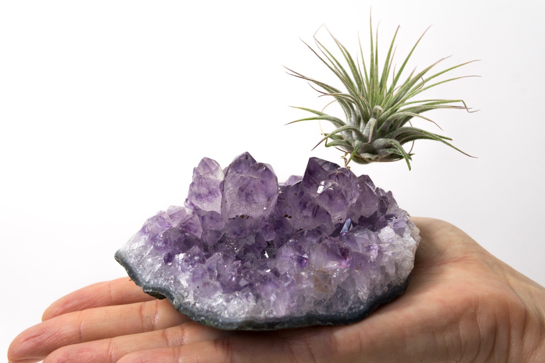 Amethyst + Air Plant