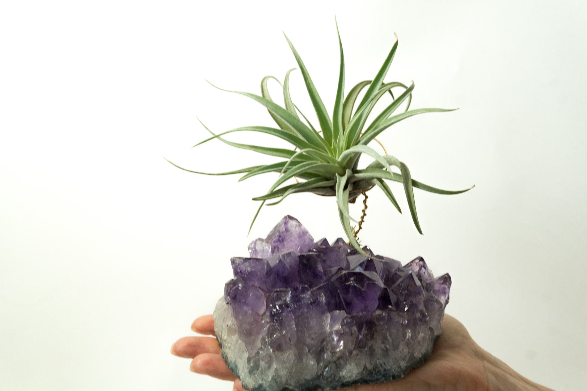 Statement Amethyst + Air Plant