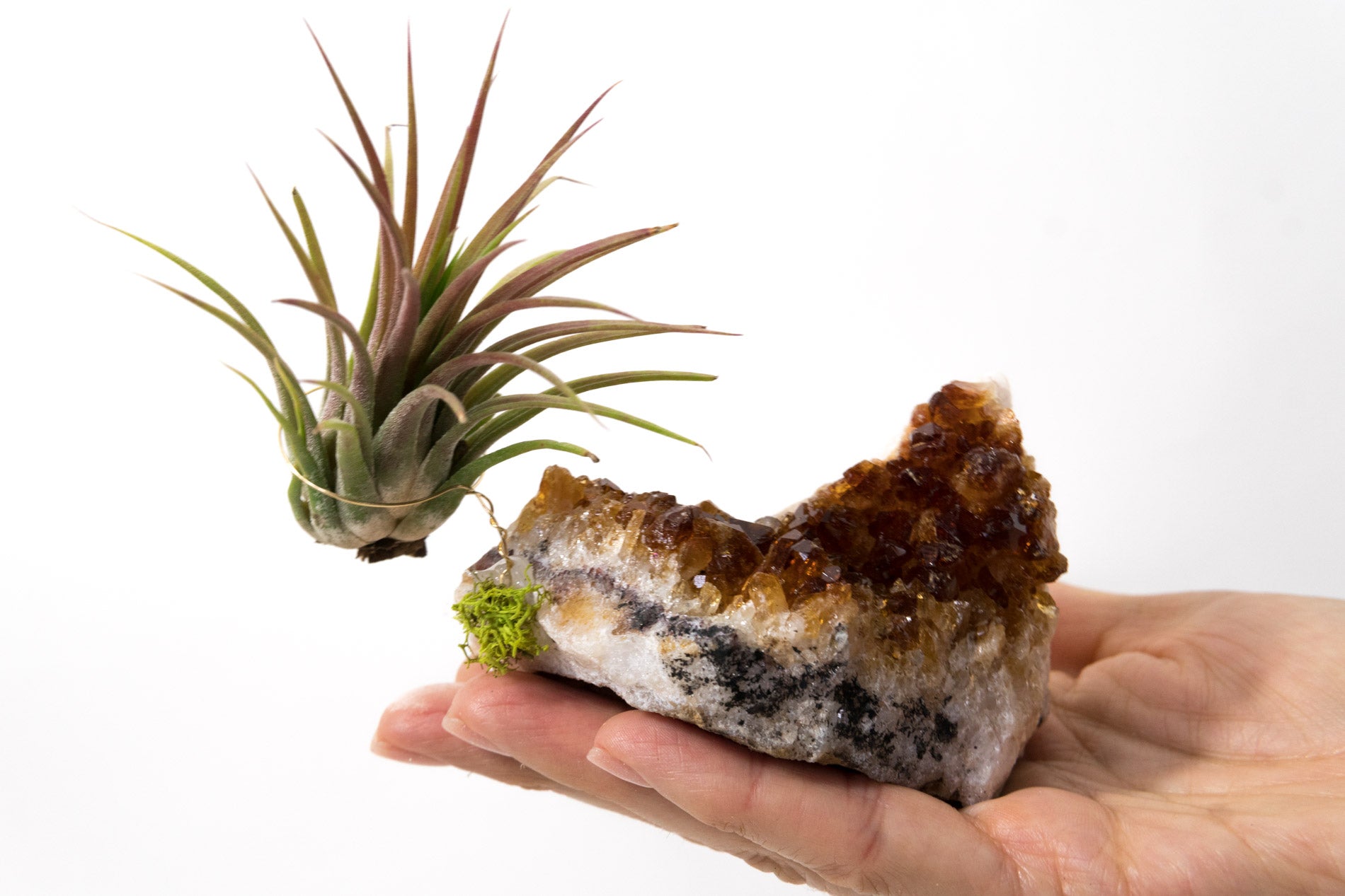 Citrine + Air Plant