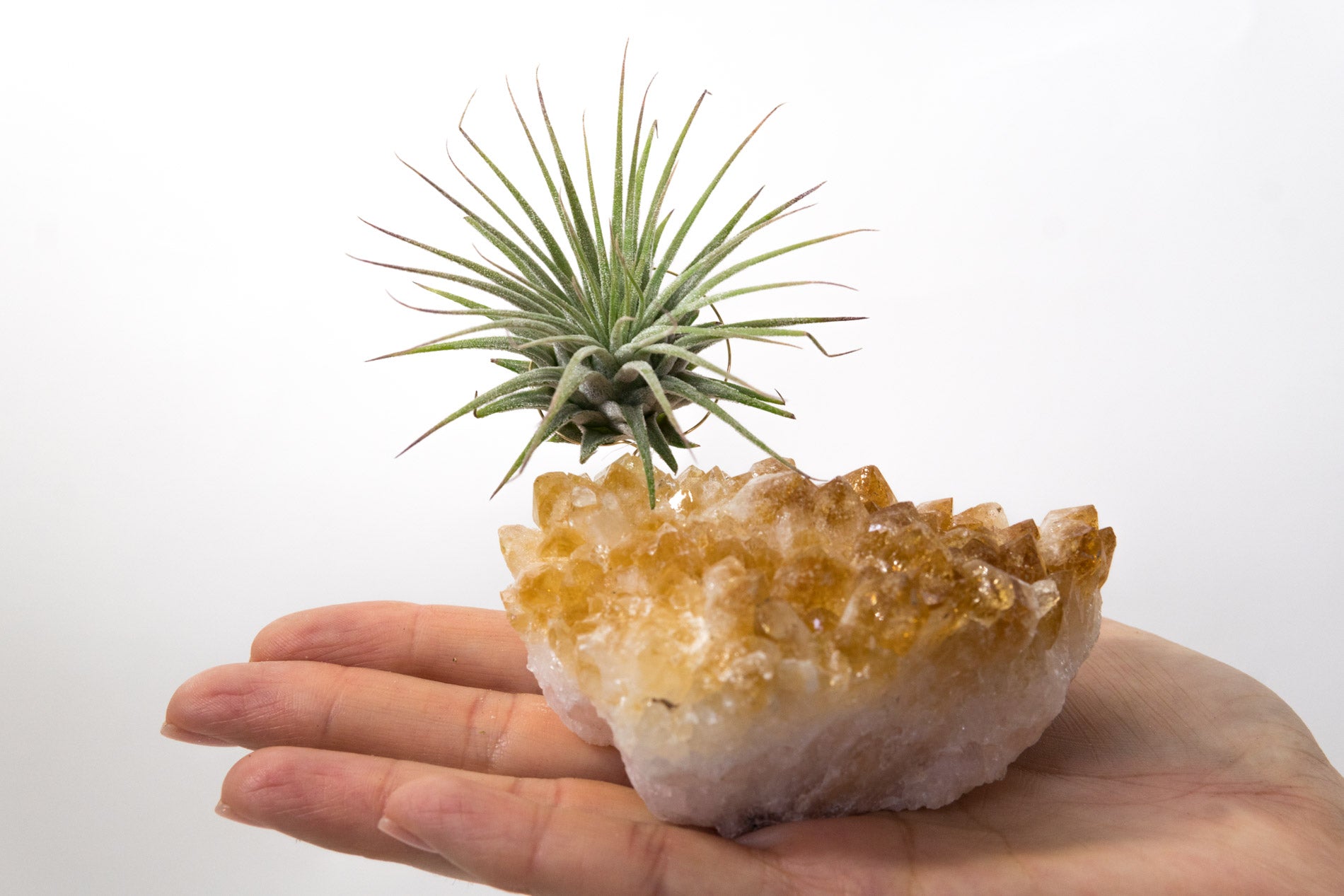 Citrine + Air Plant