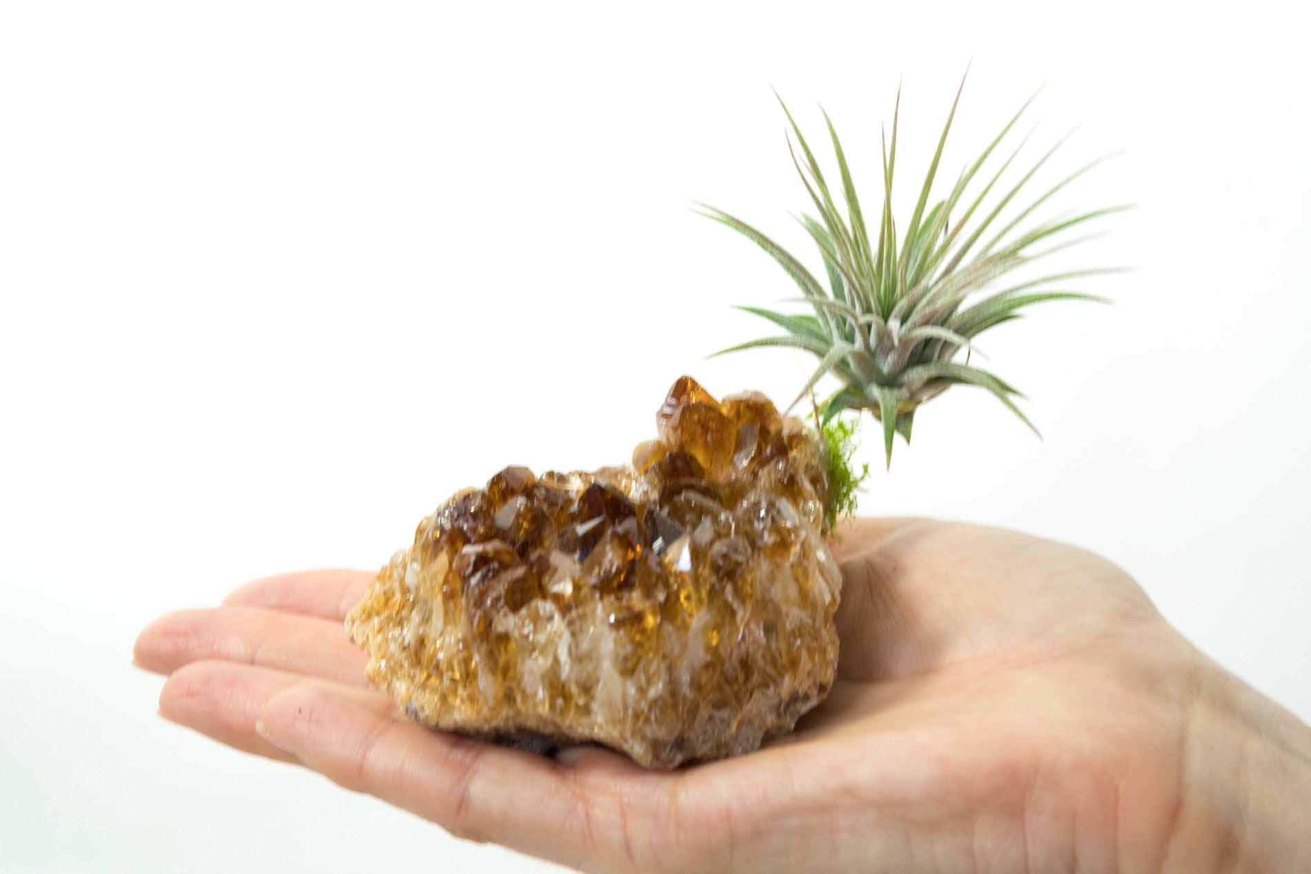 Citrine + Air Plant