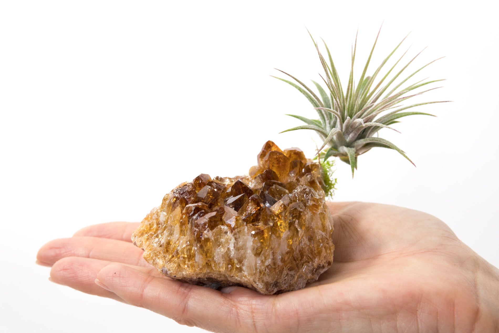 air plant crystals Citrine + Air Plant