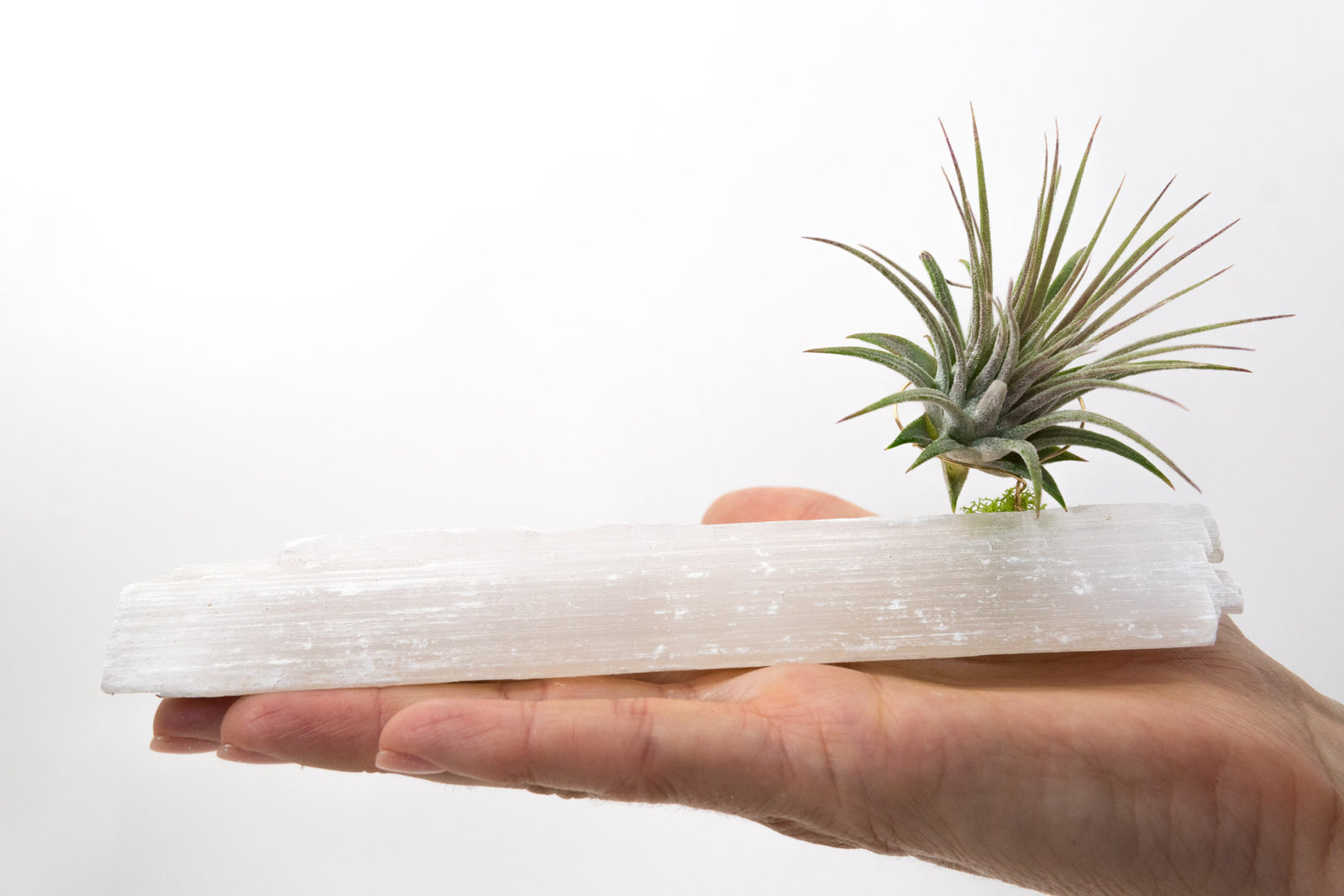 Selenite + Air Plant