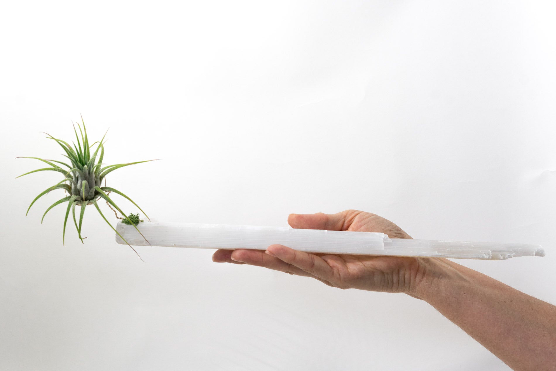 Selenite + Air Plant