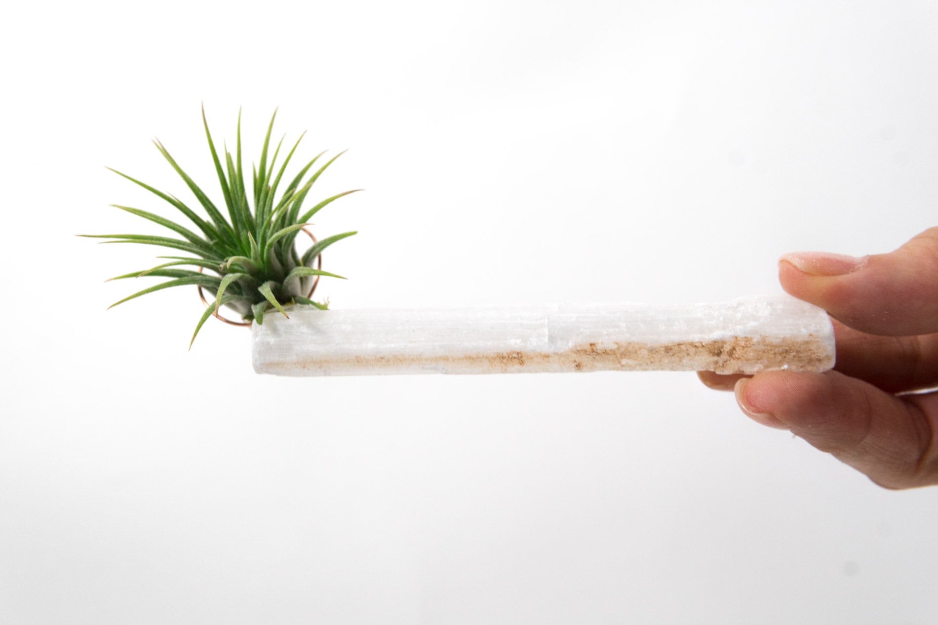 Selenite + Air Plant