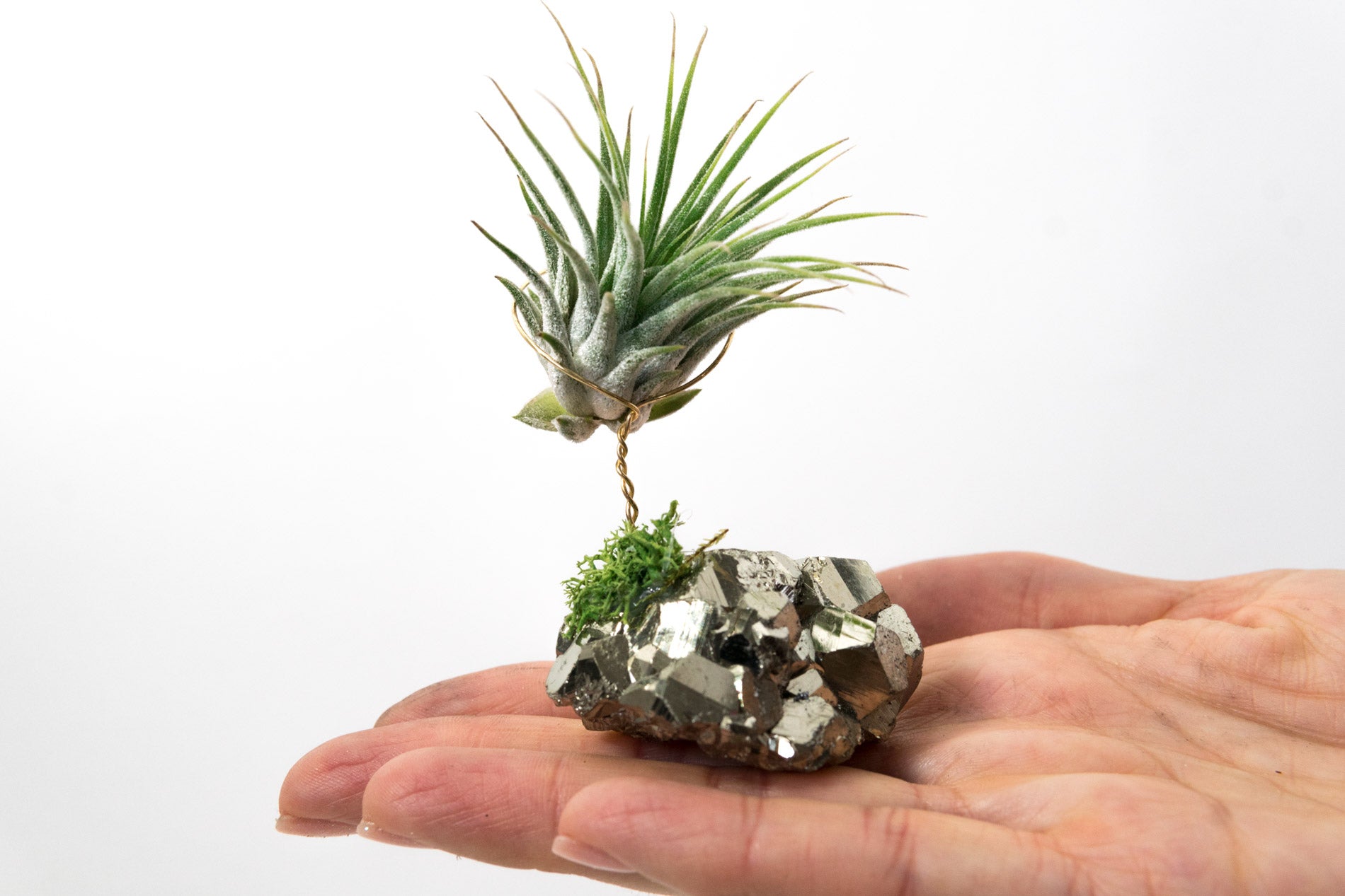 Coco Pyrite + Air Plant