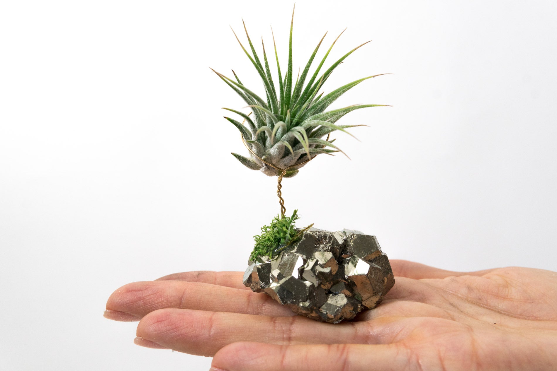 Coco Pyrite + Air Plant