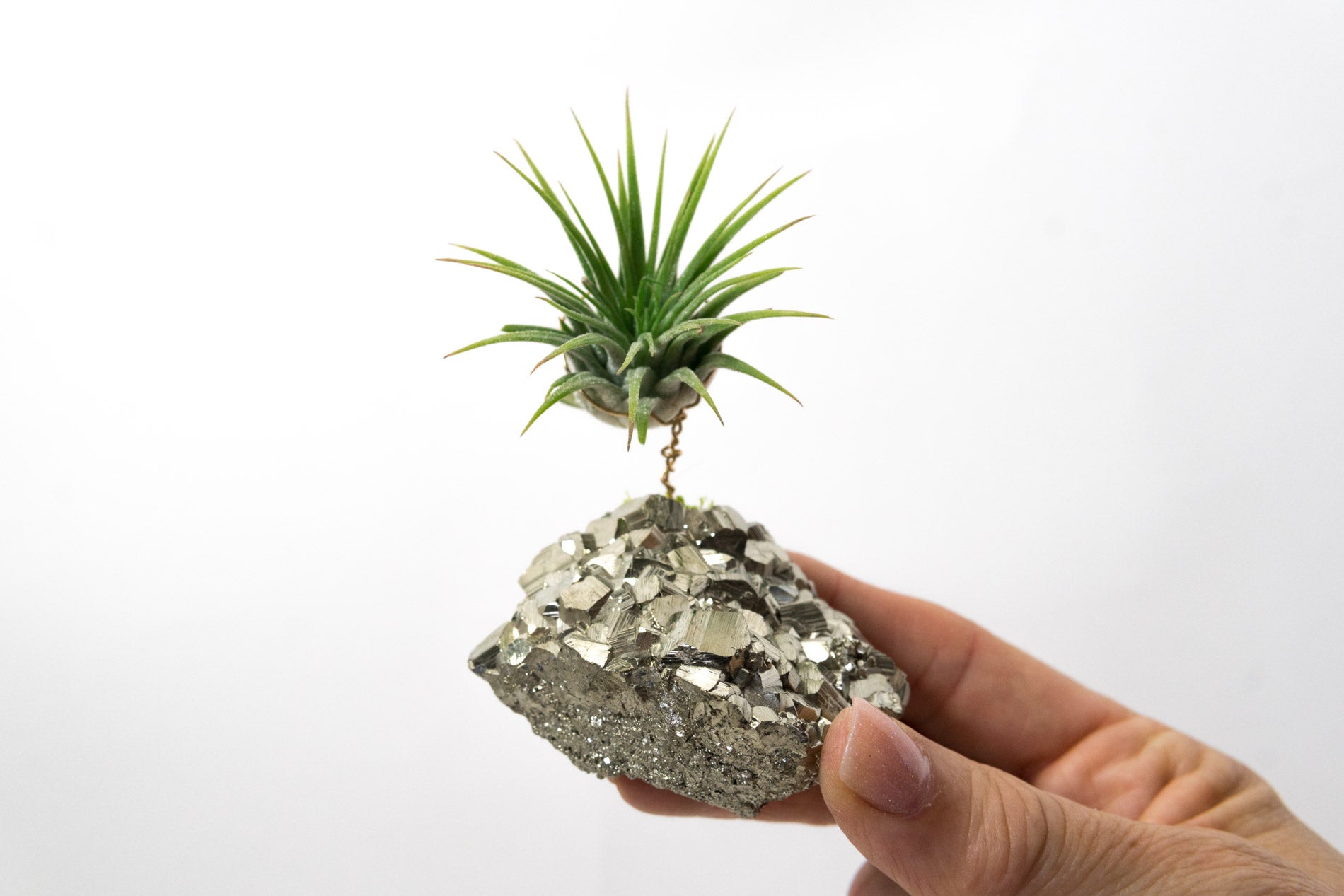 Coco Pyrite + Air Plant