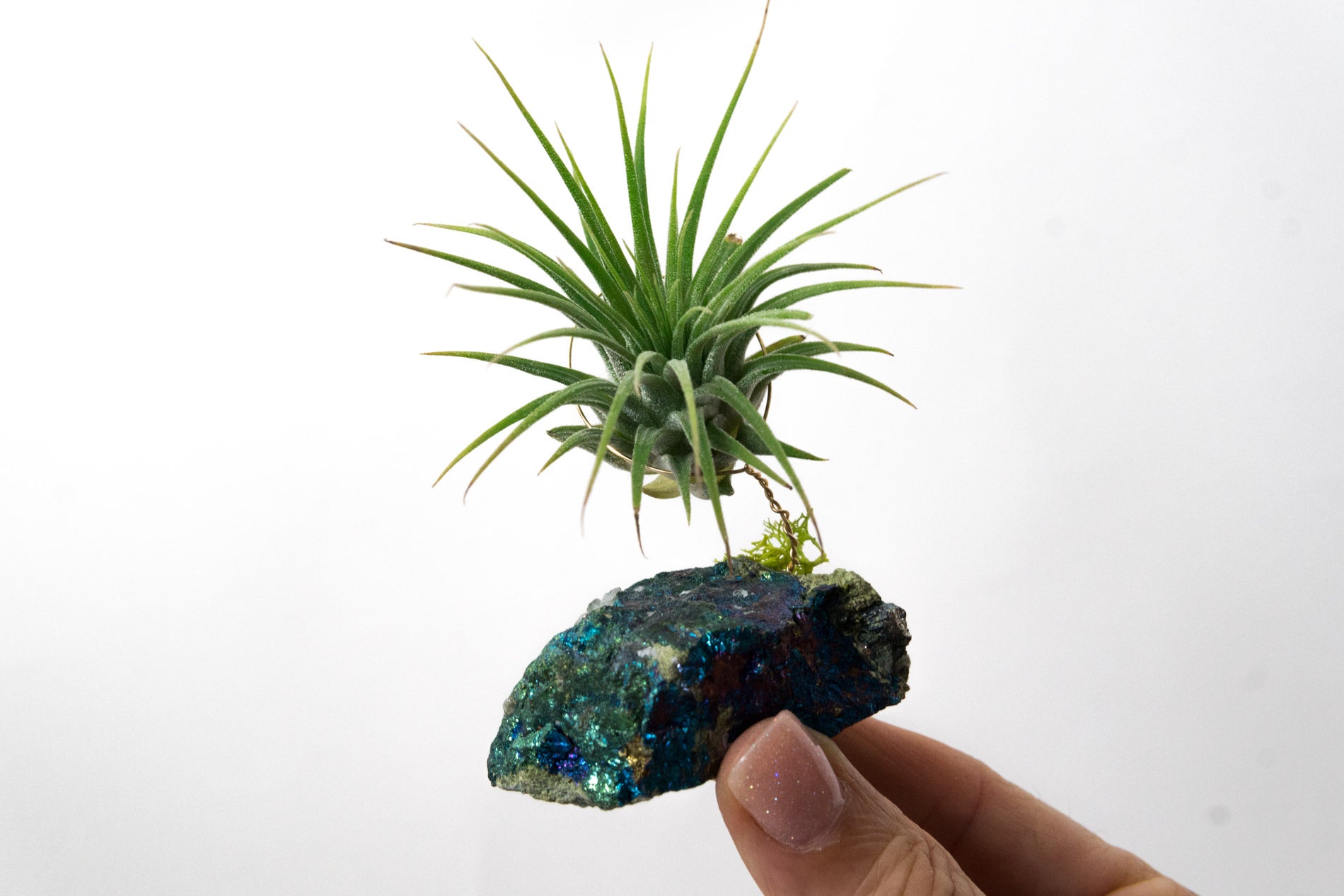 air plant stones Chalcopyrite Peacock Ore + Air Plant