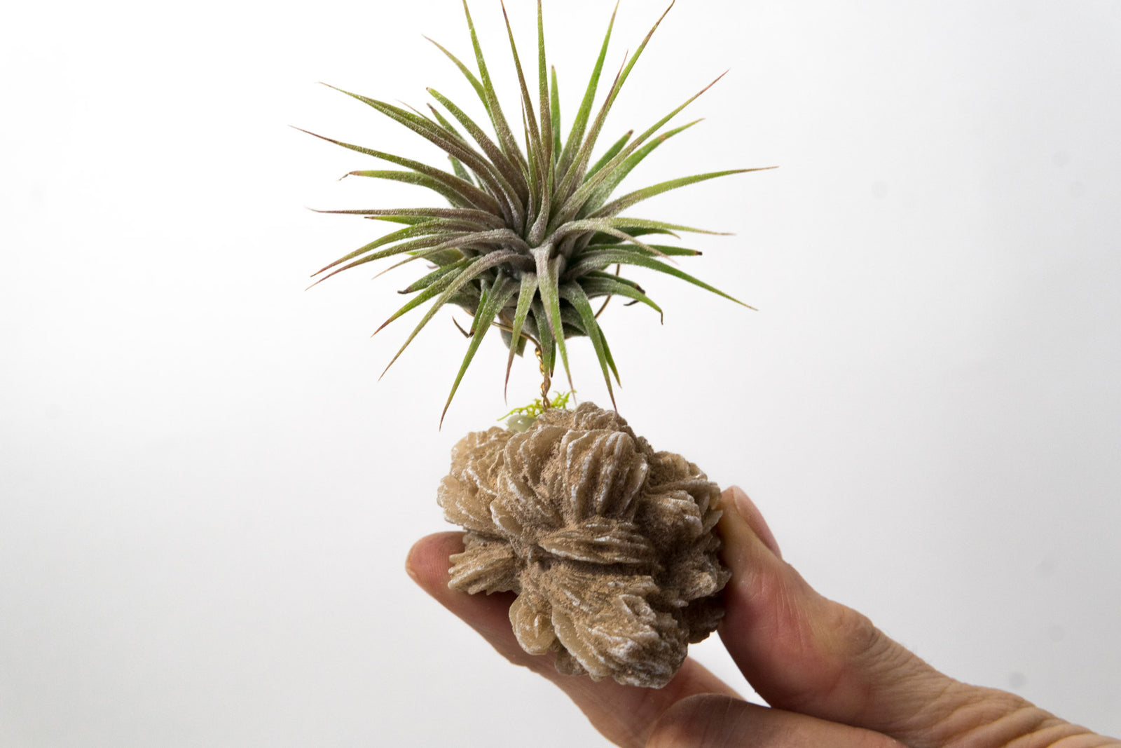 Desert Rose + Air Plant