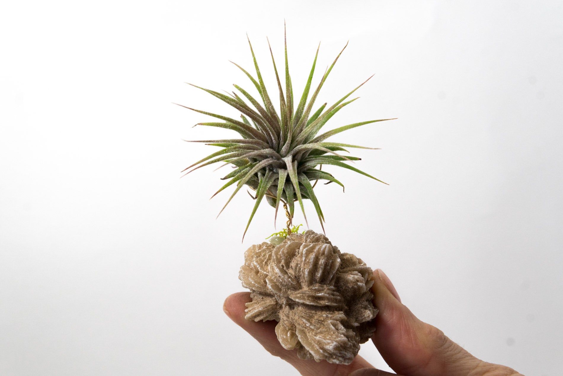 Desert Rose + Air Plant