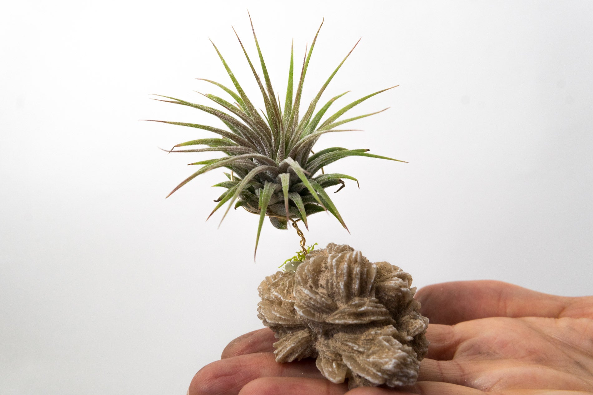 Desert Rose + Air Plant
