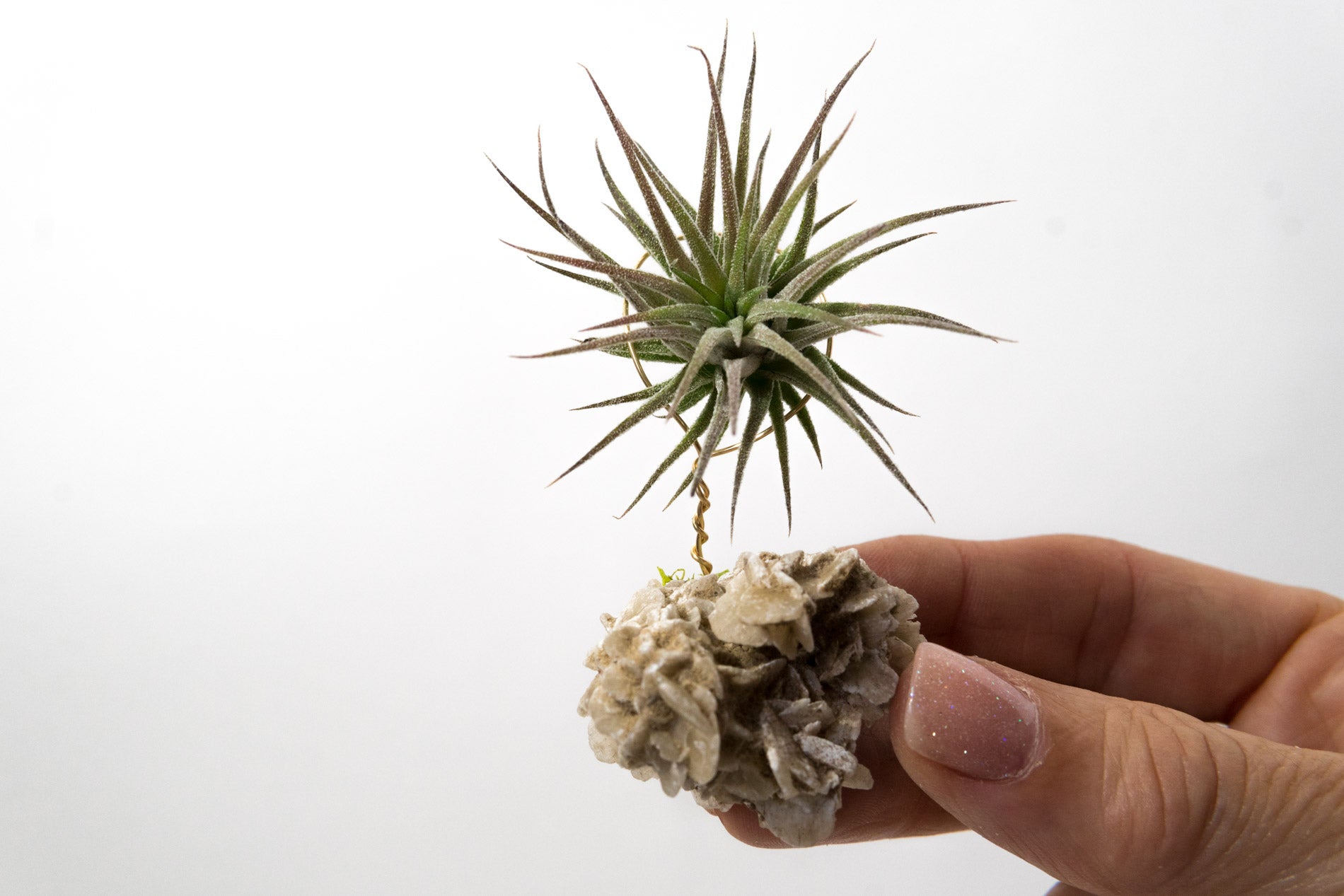 Desert Rose + Air Plant