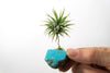 Turquoise + Air Plant