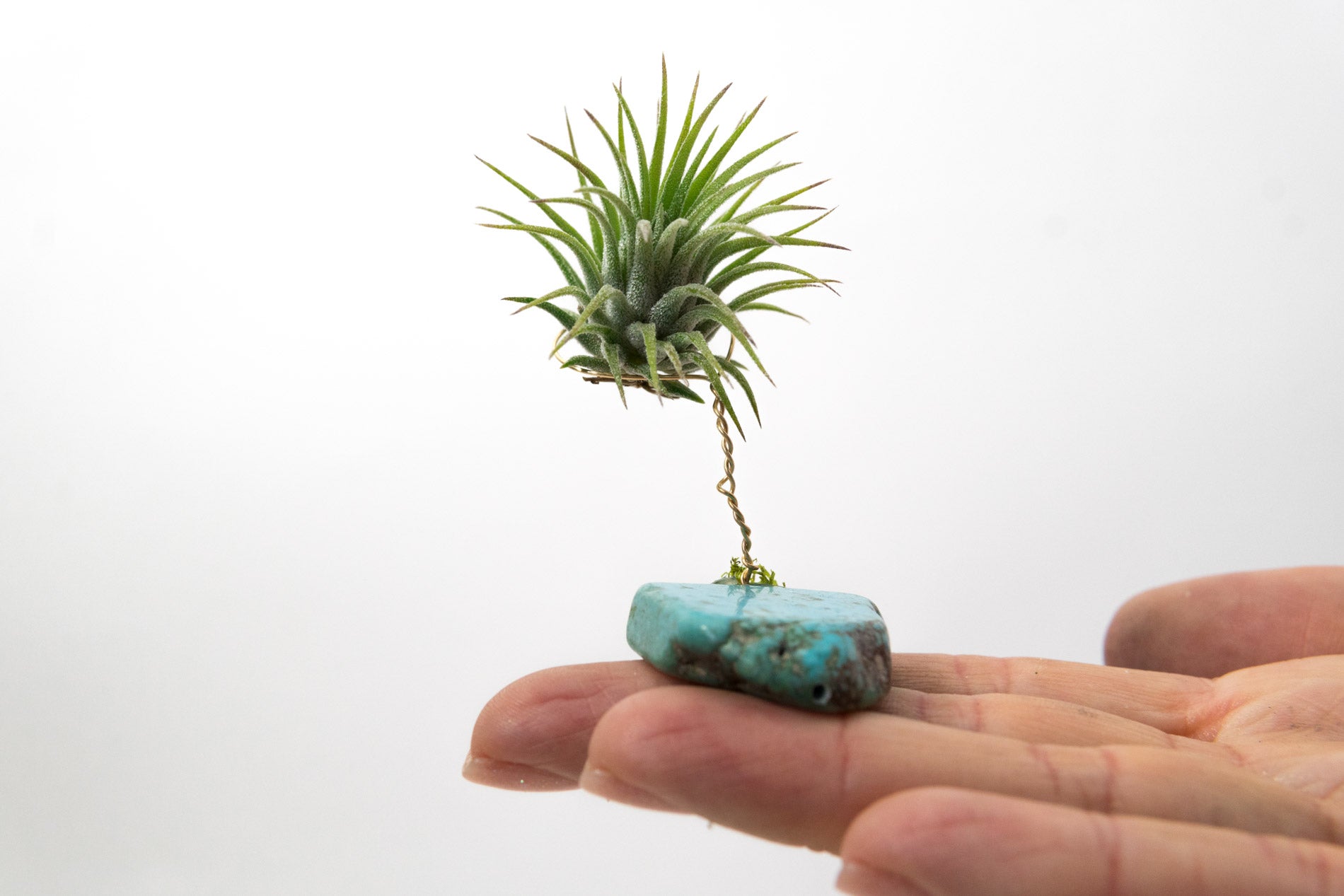 lucky air plant Turquoise + Air Plant