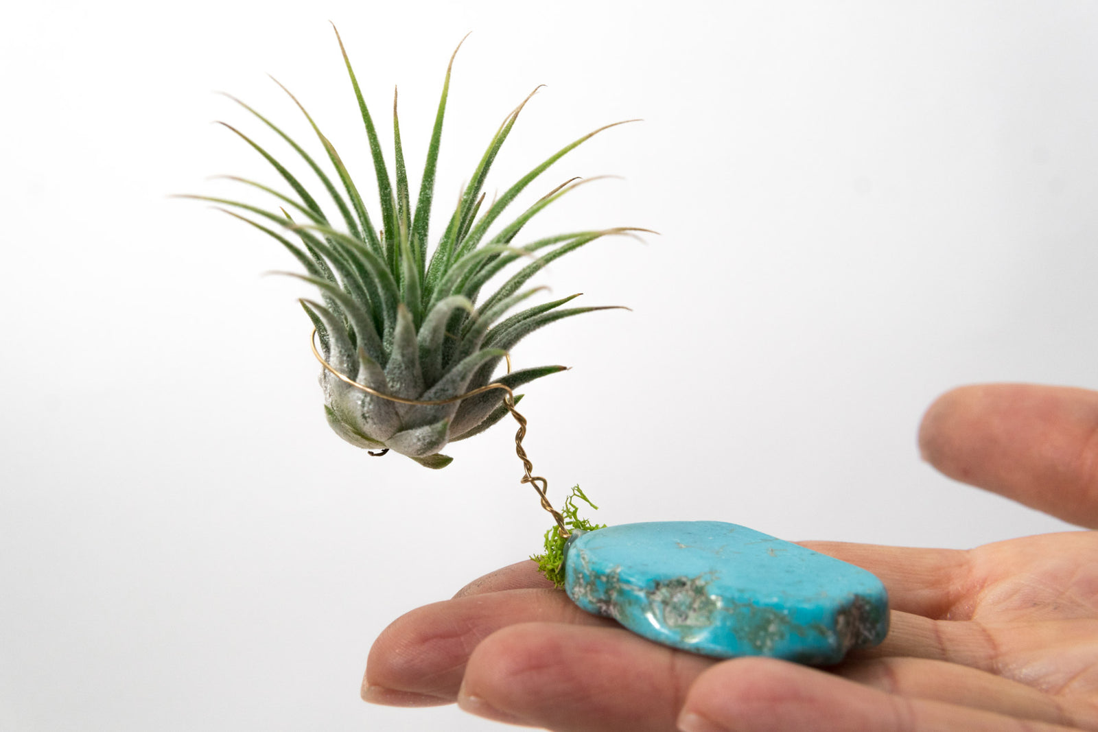 Turquoise + Air Plant