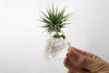 Moroccan Geode  + Air Plant