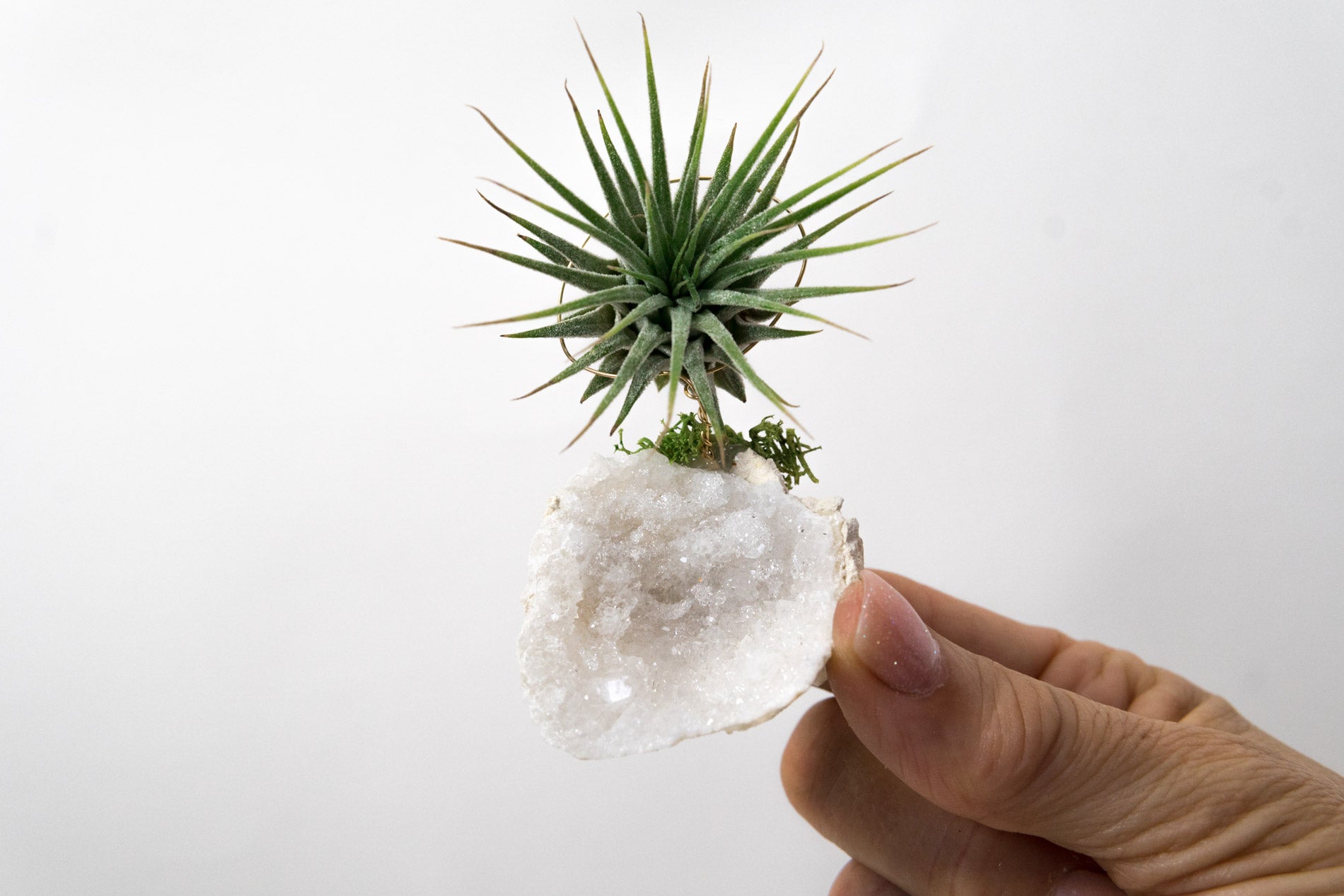 air plant geode Moroccan Geode + Air Plant