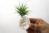 Moroccan Geode  + Air Plant