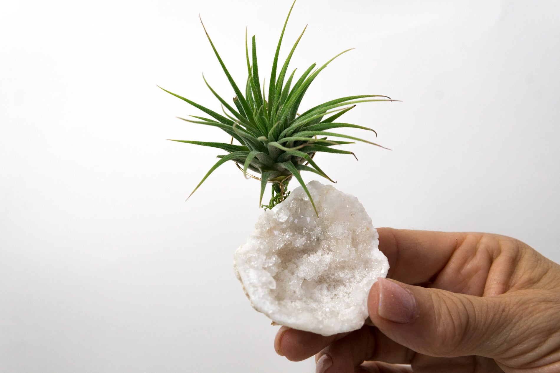 Moroccan Geode  + Air Plant