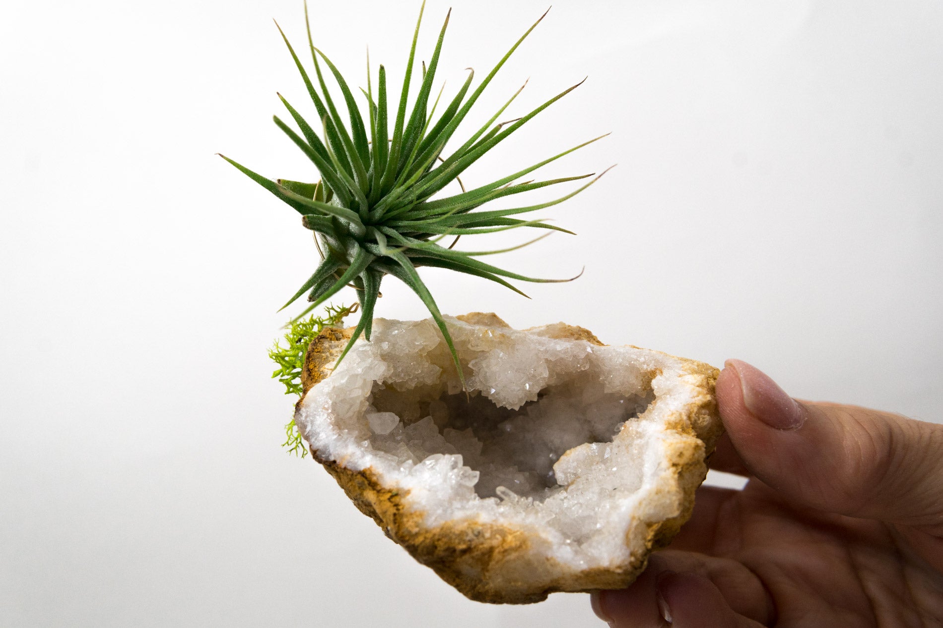 geode air plant Moroccan Geode + Air Plant
