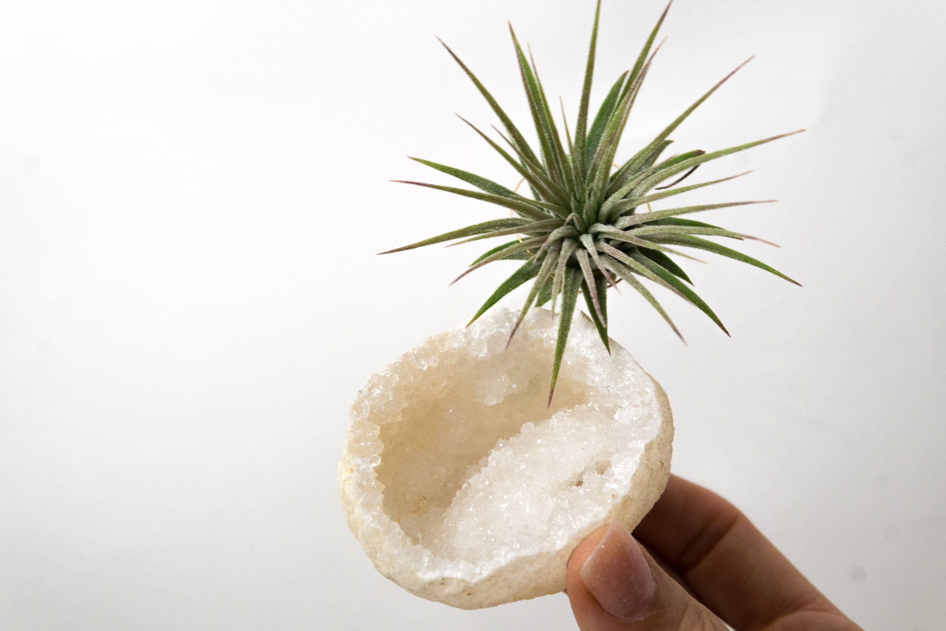Moroccan Geode  + Air Plant