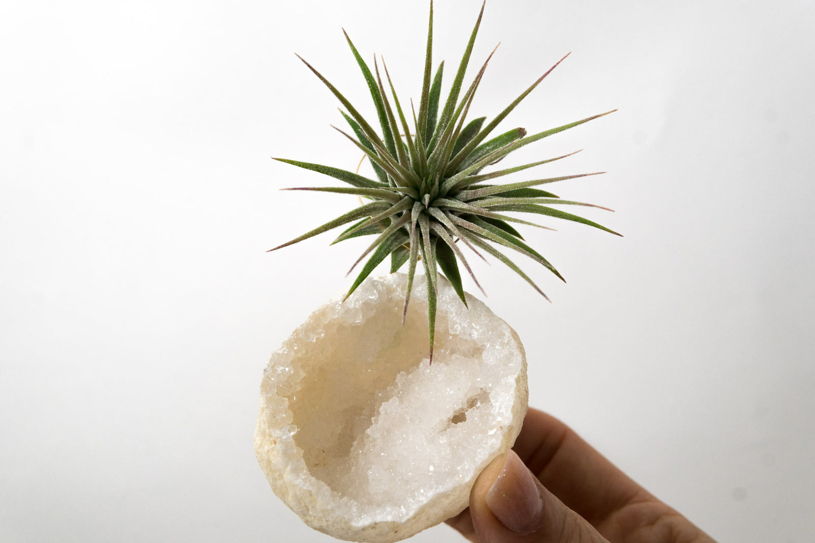 Moroccan Geode  + Air Plant