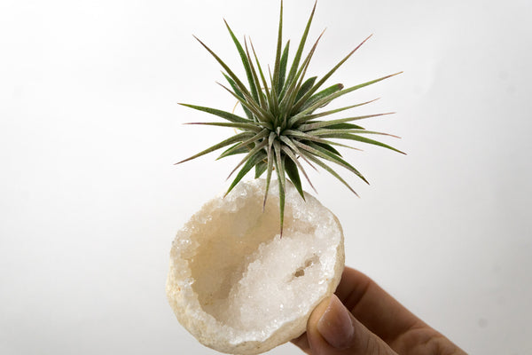 geode air plant holder Moroccan Geode + Air Plant