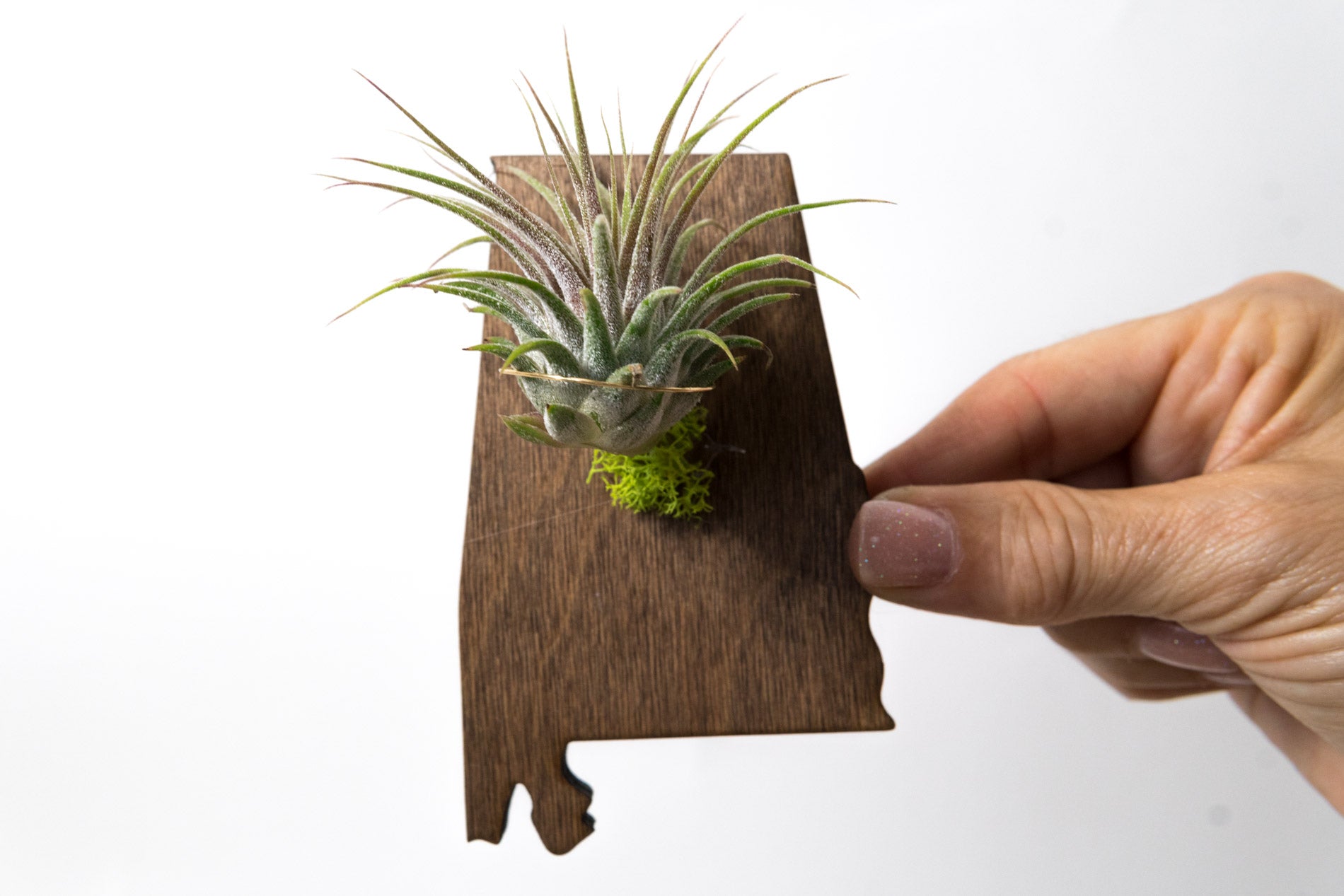 Alabama State Wooden Cut Out Magnet  + Air Plant